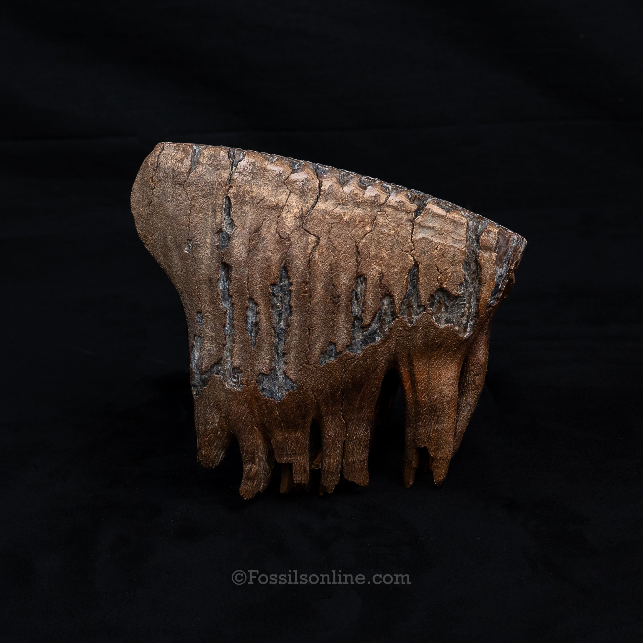 Rooted Mammoth Tooth Siberia