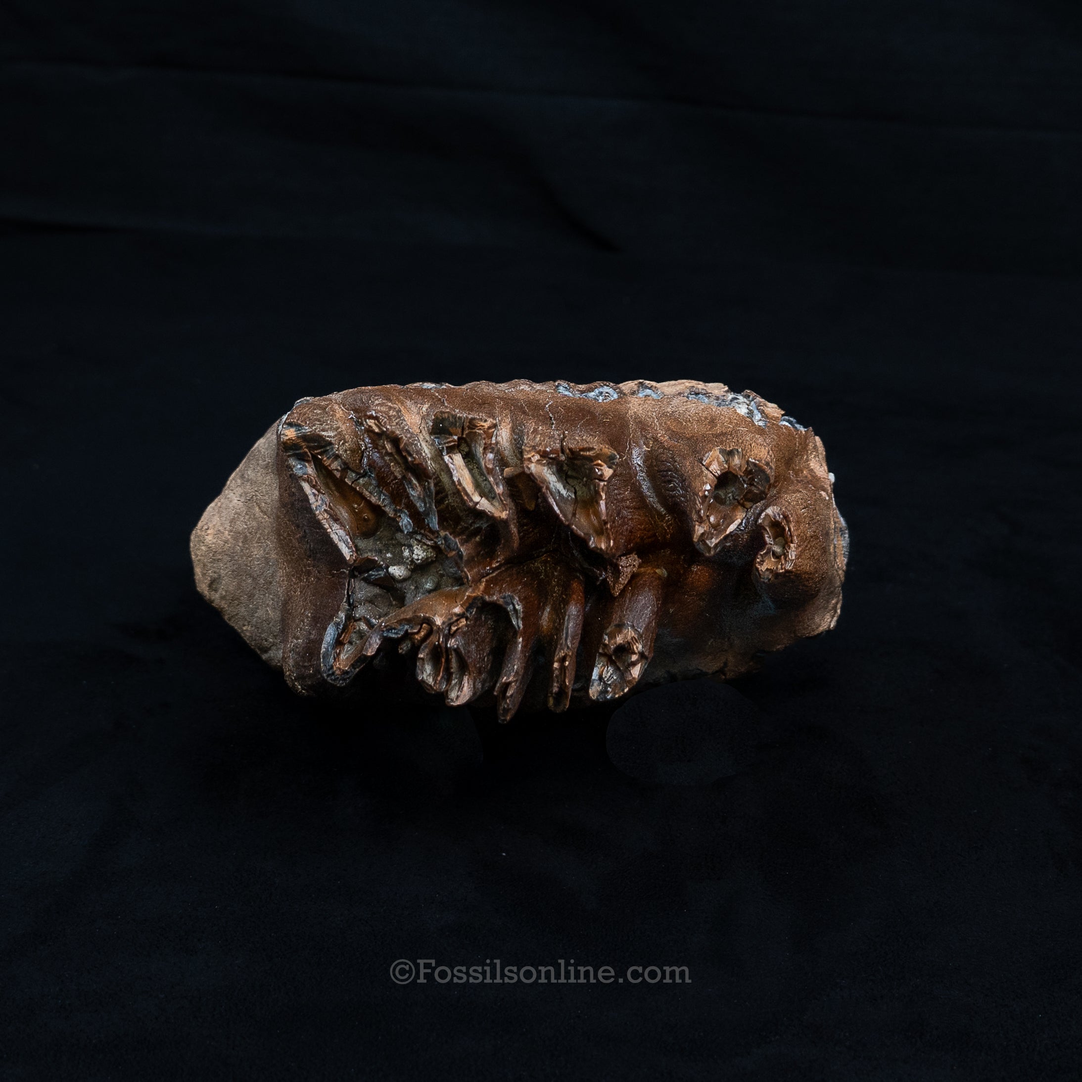 Rooted Mammoth Tooth Siberia