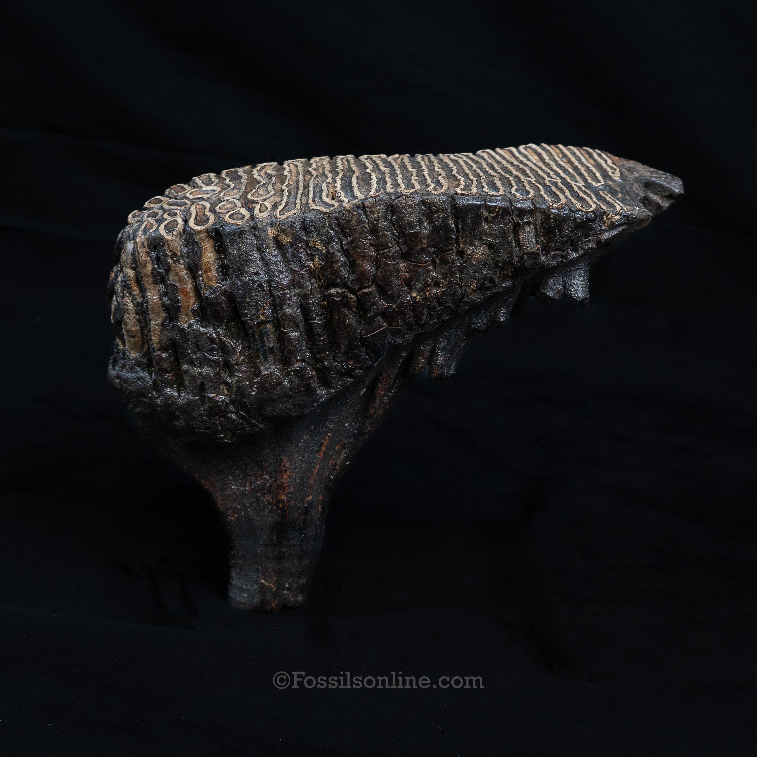 Woolly Mammoth Tooth from Alaska