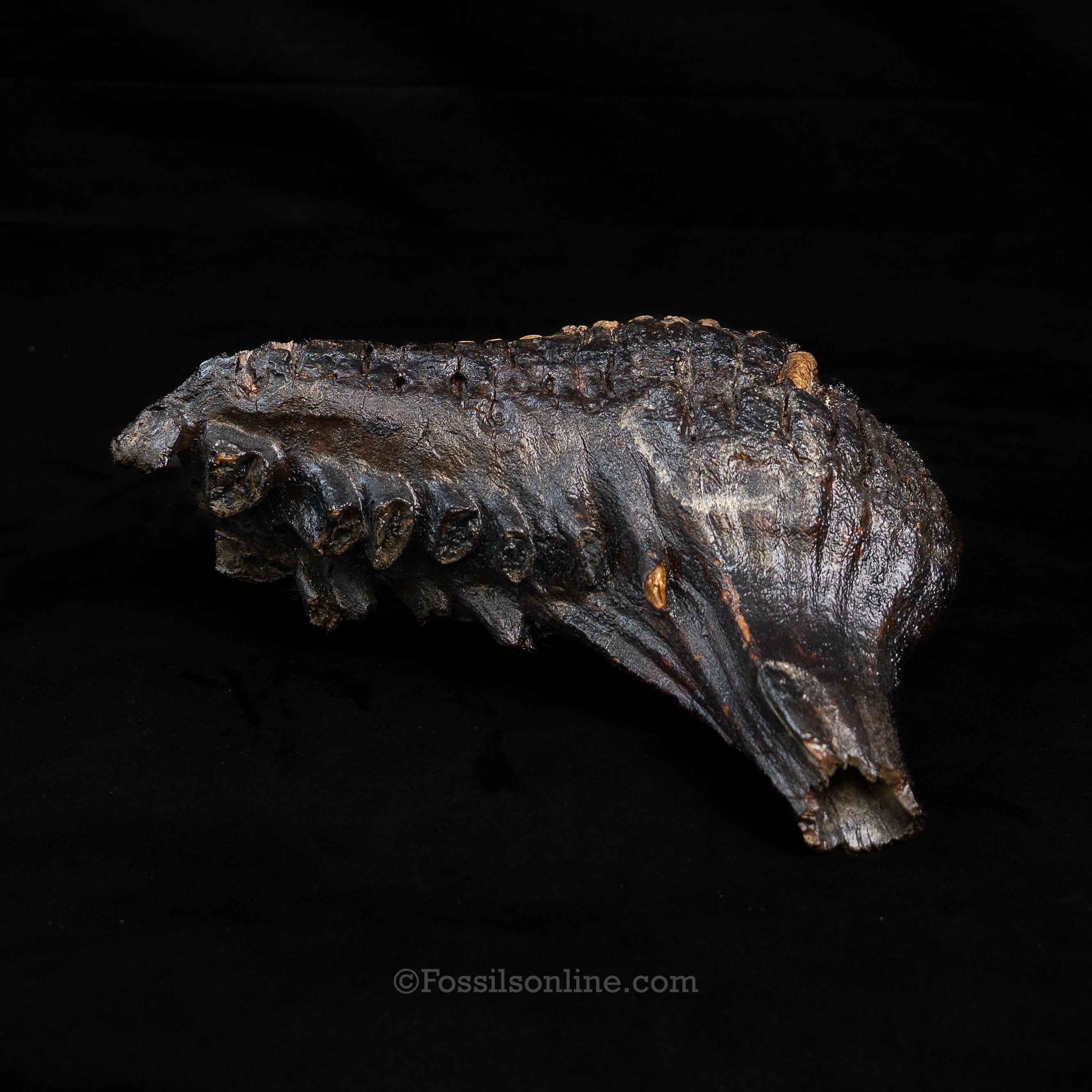 Woolly Mammoth Tooth from Alaska