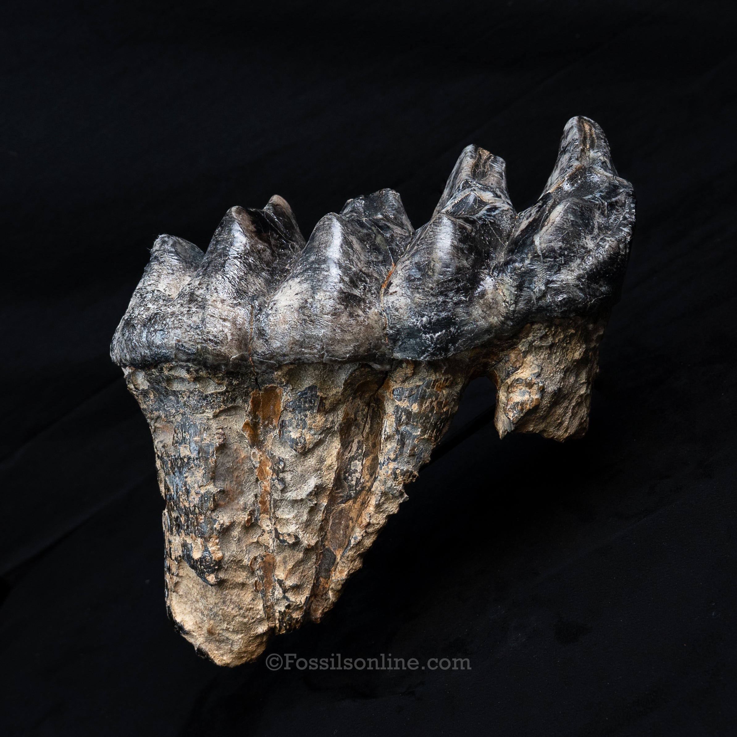 LG Mastodon Tooth
