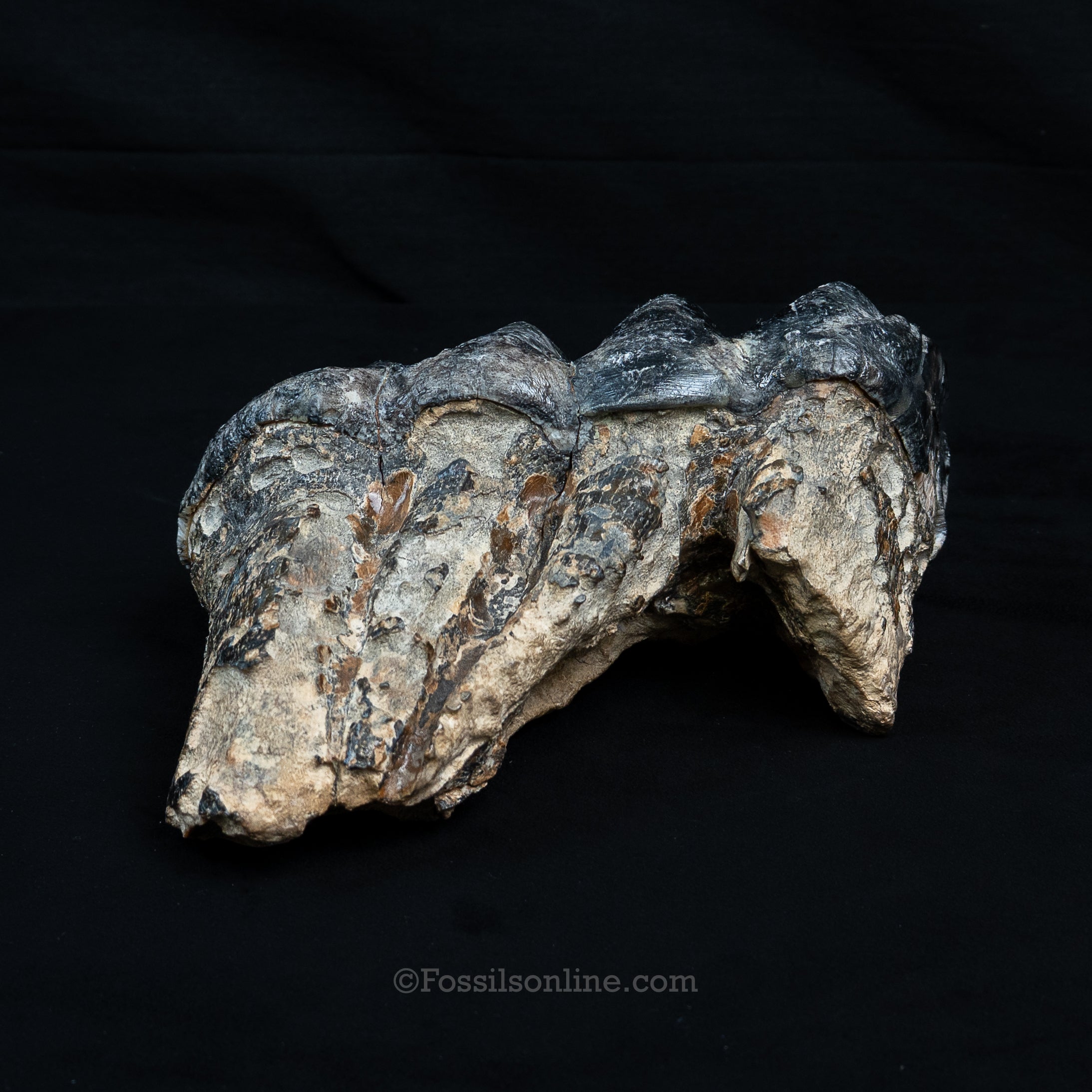 LG Mastodon Tooth