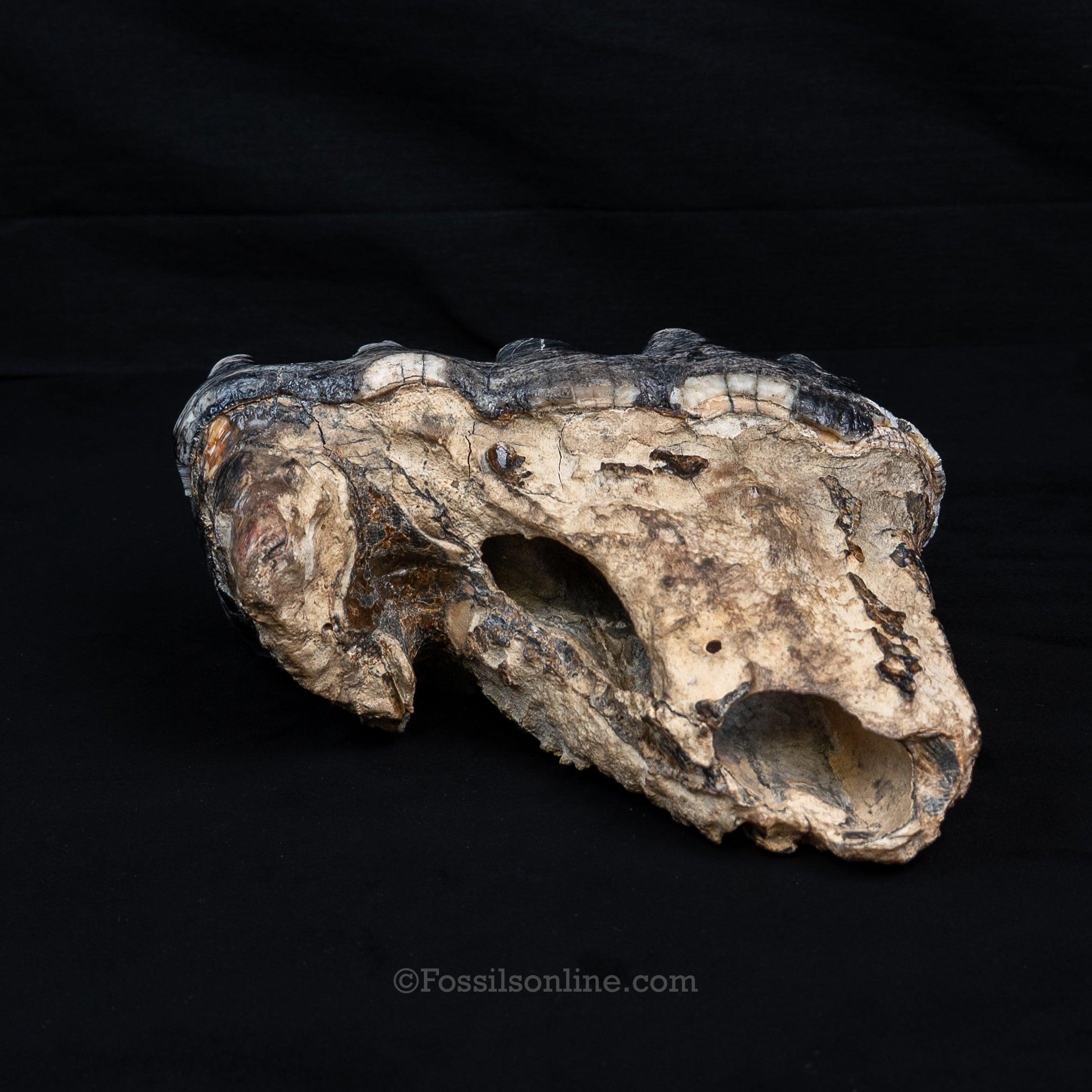 LG Mastodon Tooth