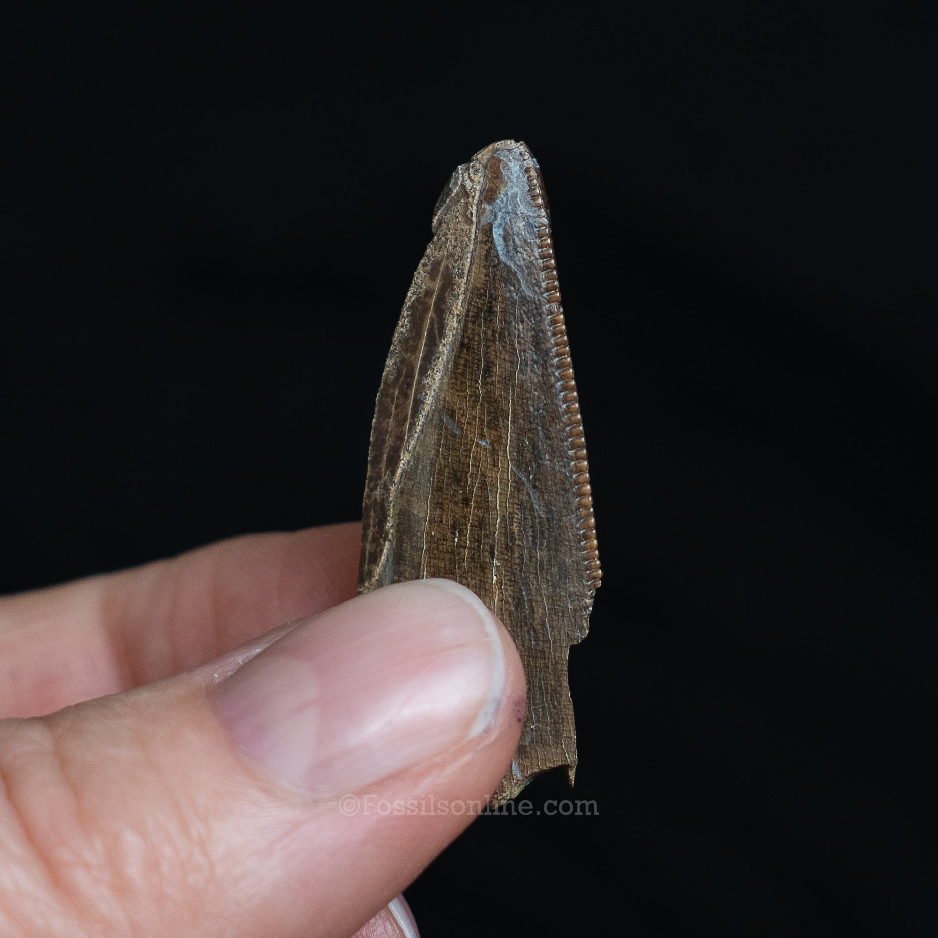 Tyrannosaurus rex Tooth Fragment