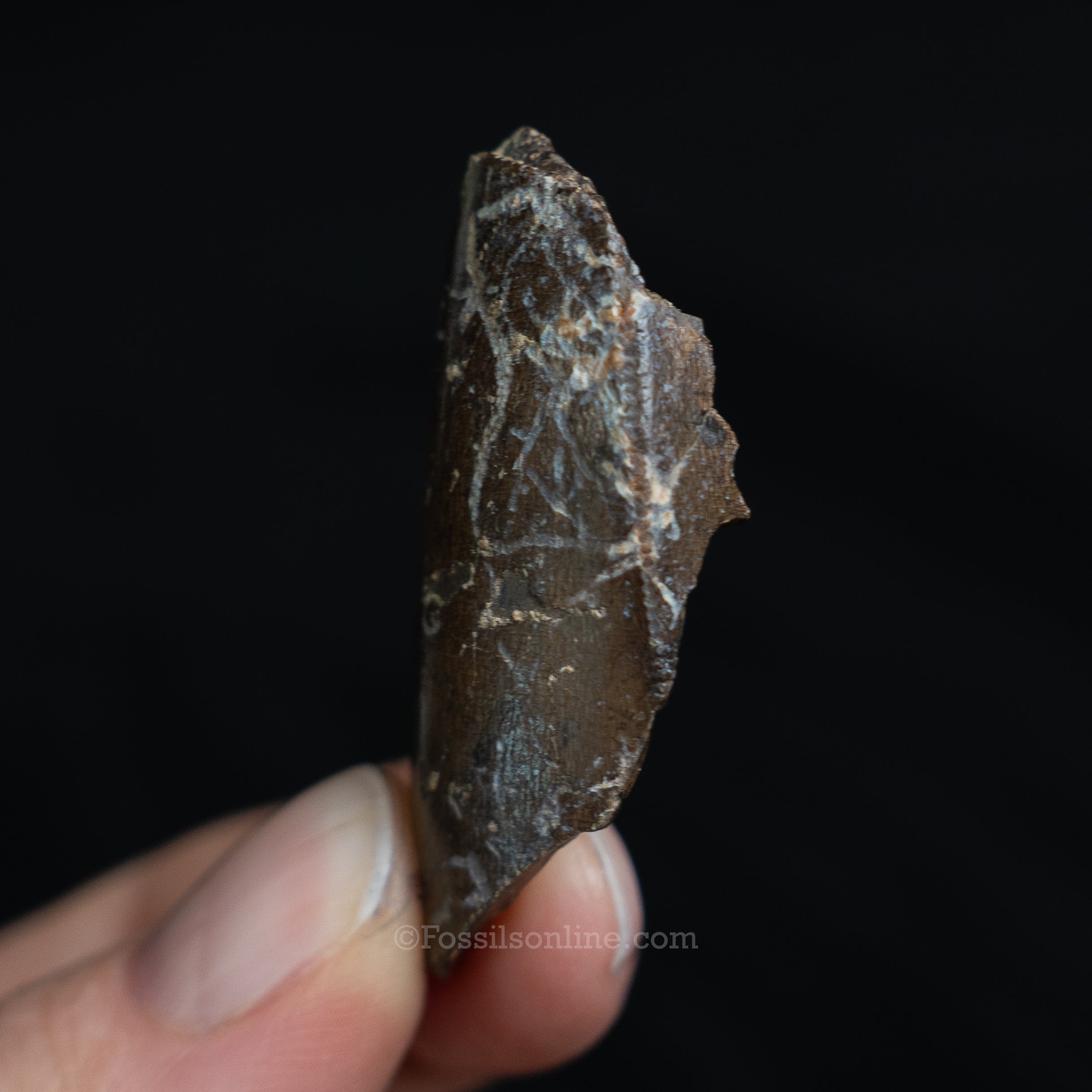 Tyrannosaurus rex Tooth Fragment