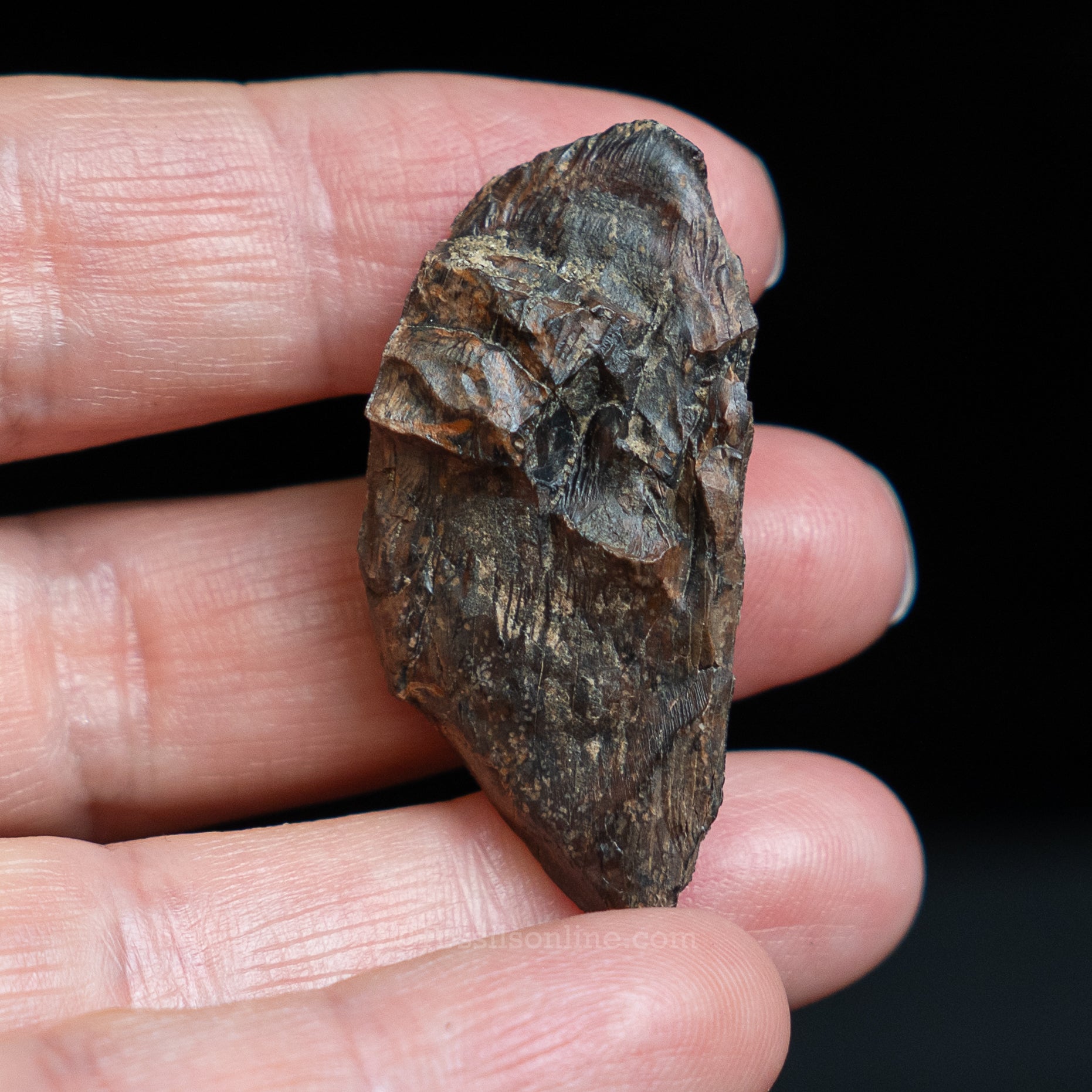 Tyrannosaurus rex Tooth Fragment