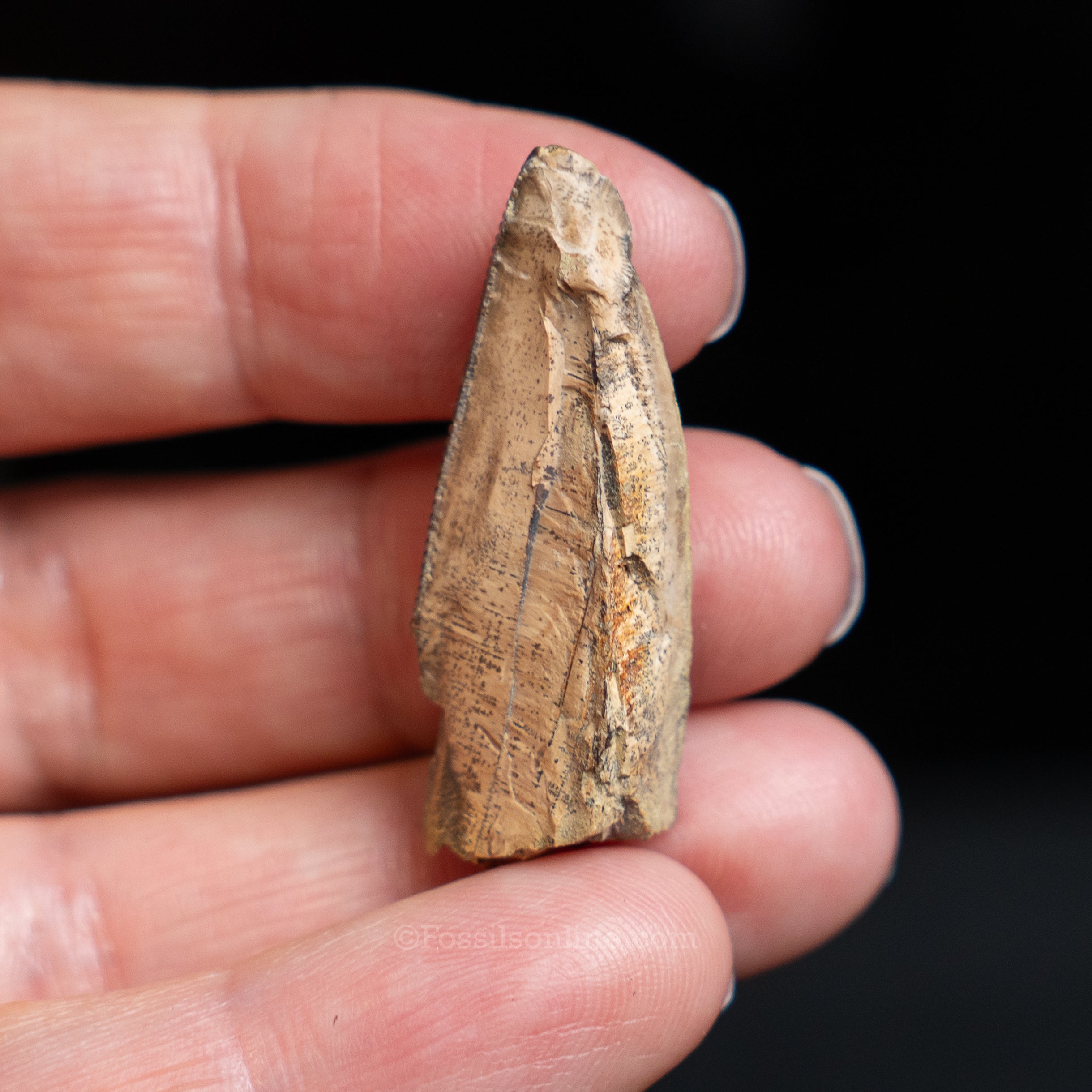 Tyrannosaurus rex Tooth Fragment