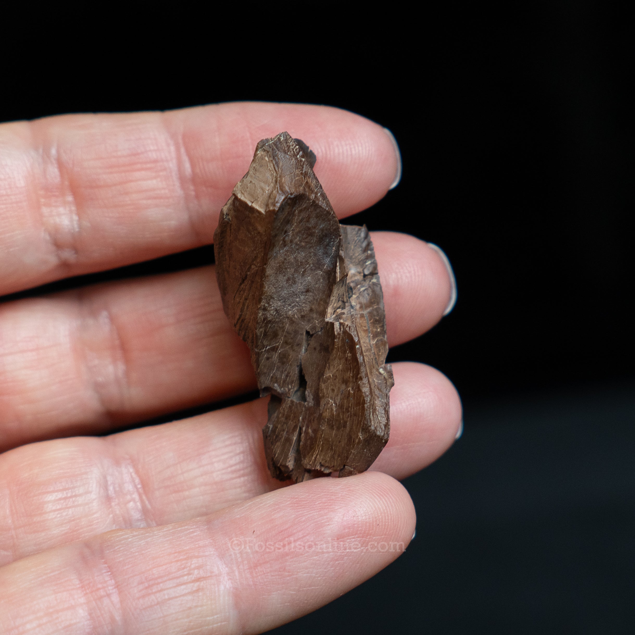 Tyrannosaurus rex Tooth Fragment