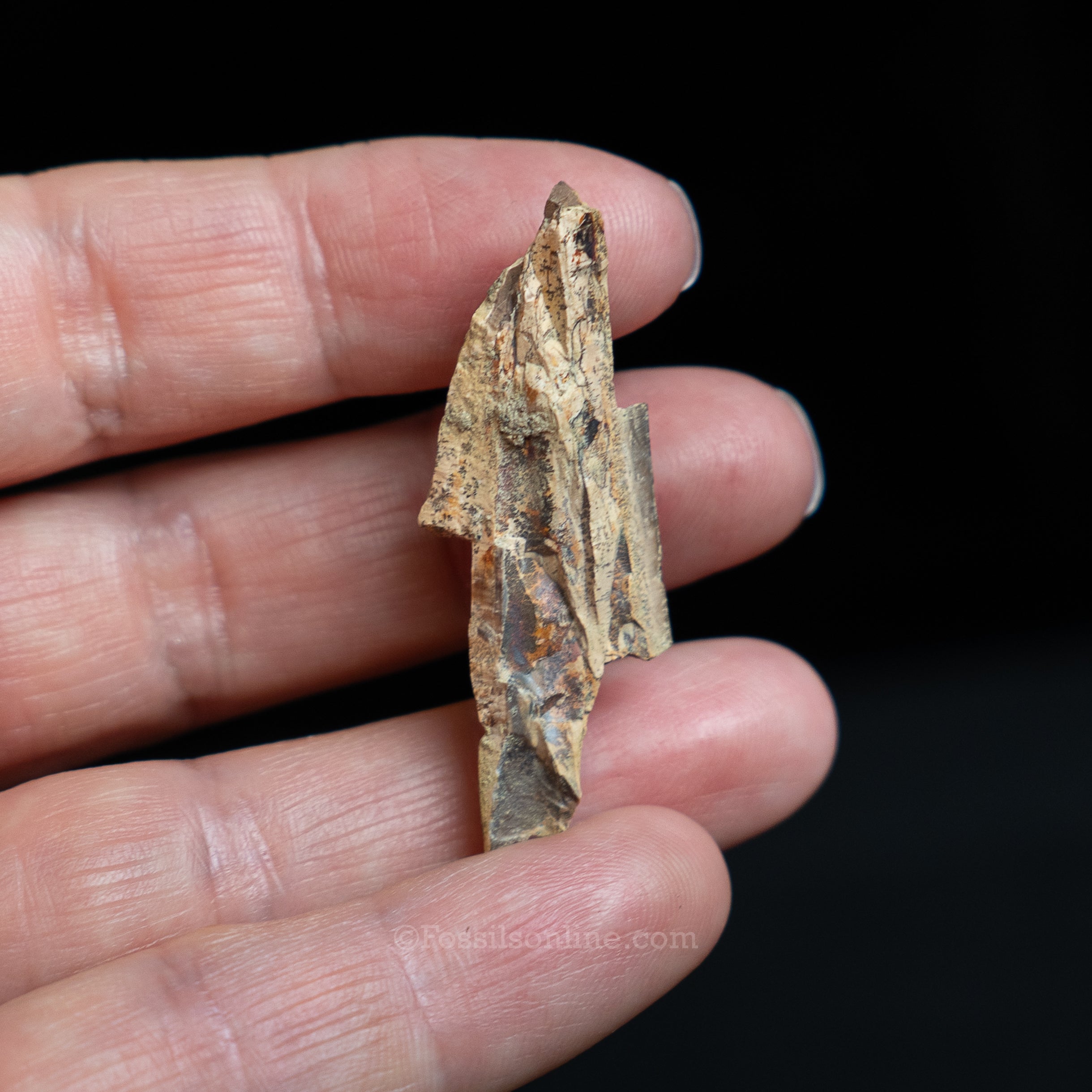 Tyrannosaurus rex Tooth Fragment