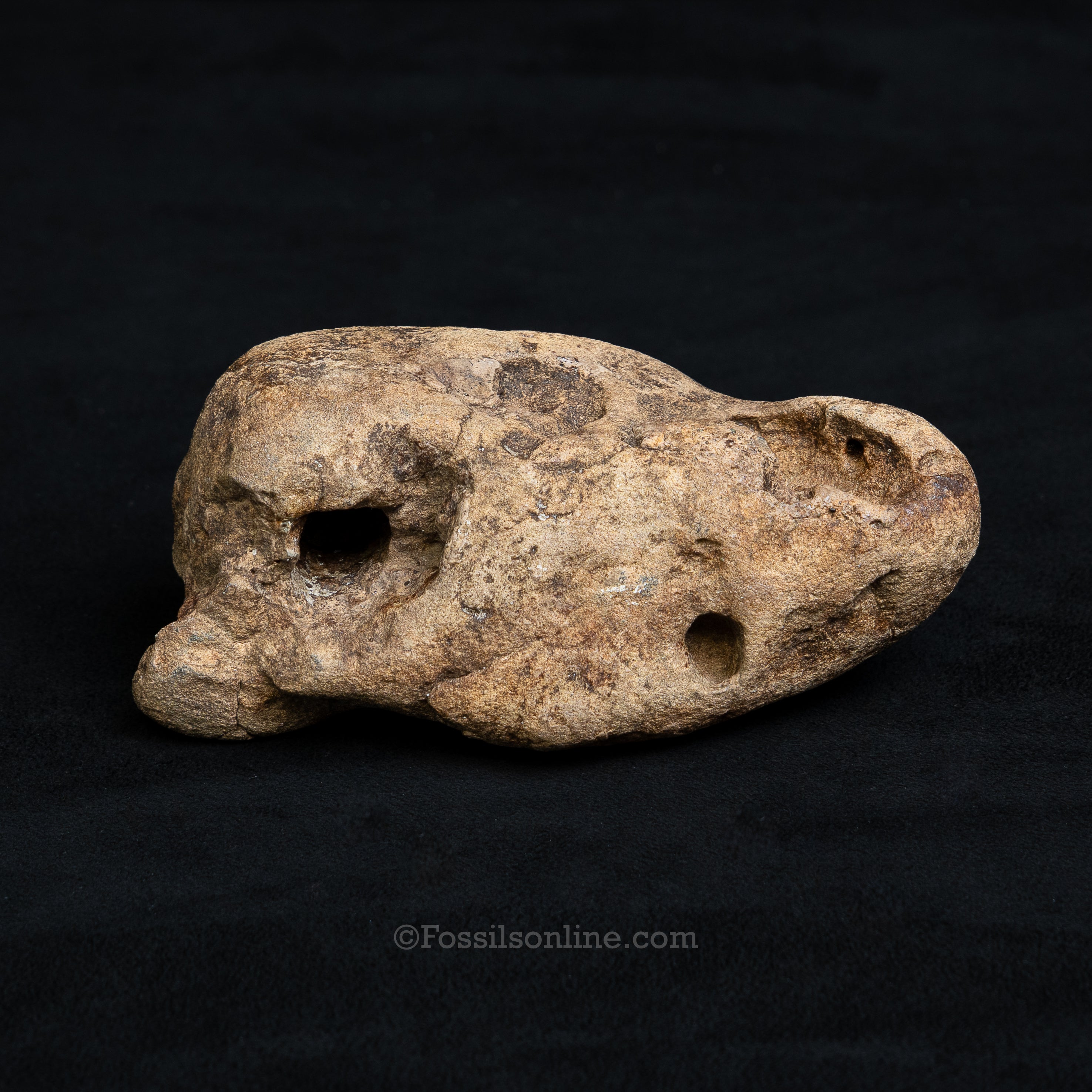 Crocodilian Coprolite