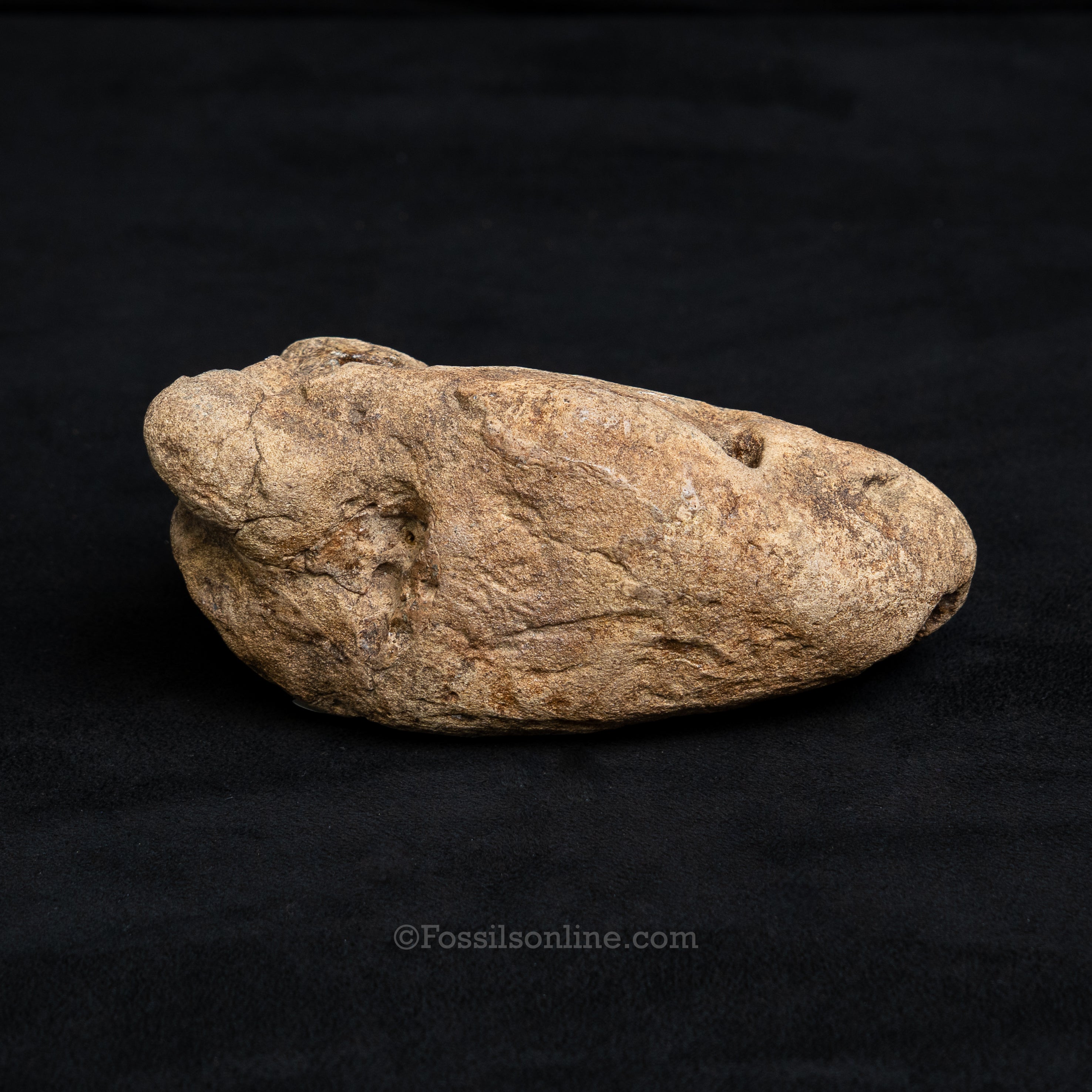 Crocodilian Coprolite
