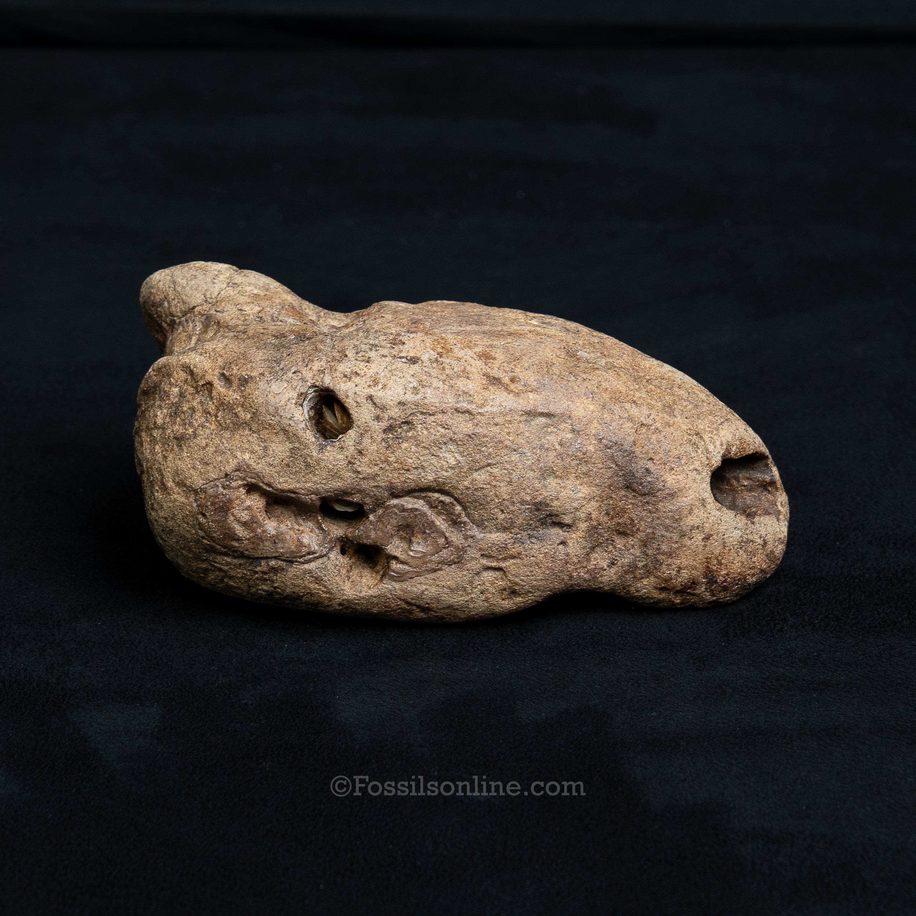Crocodilian Coprolite