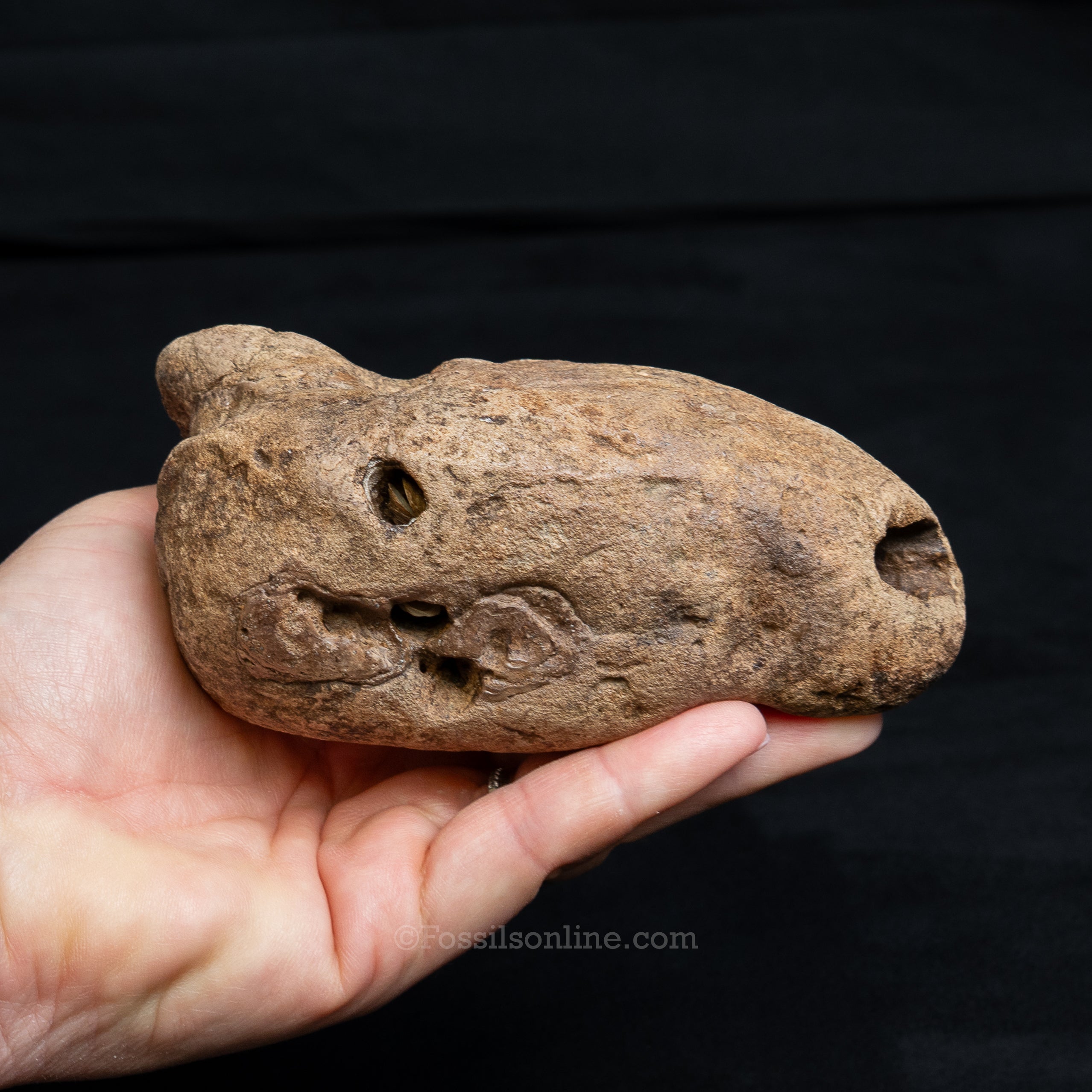 Crocodilian Coprolite