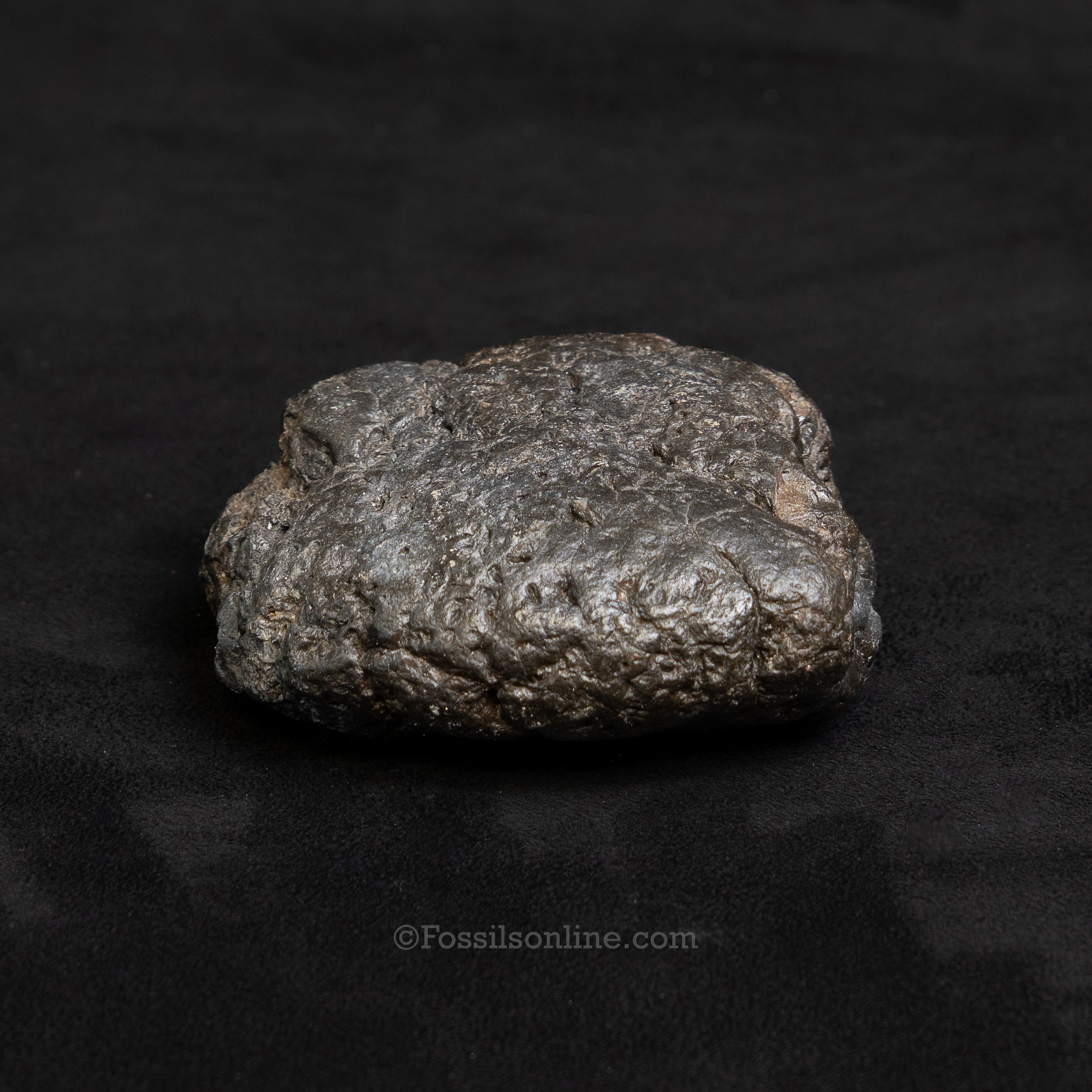 Crocodilian Coprolite