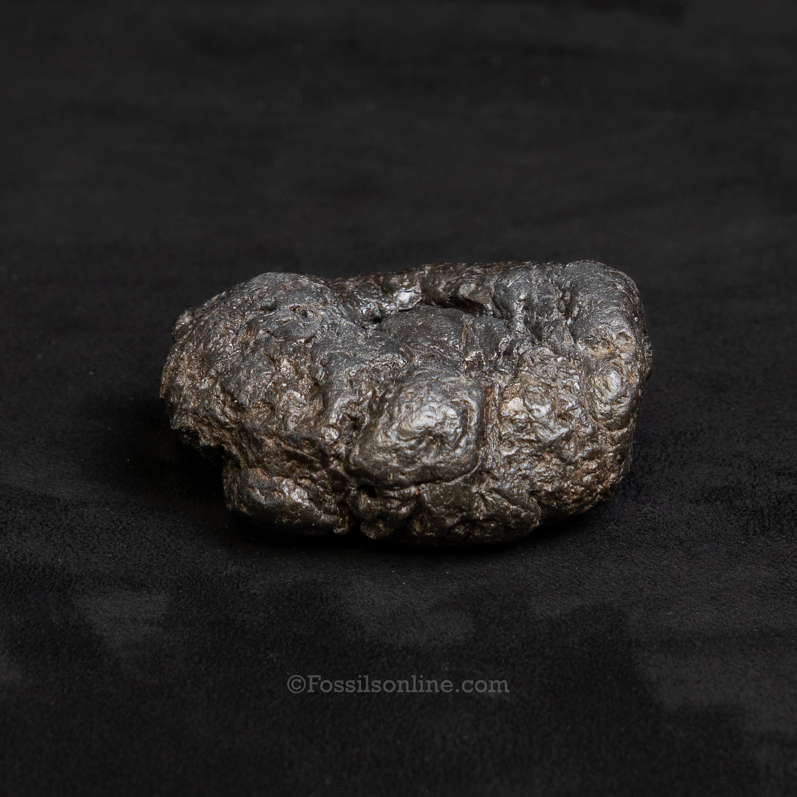 Crocodilian Coprolite