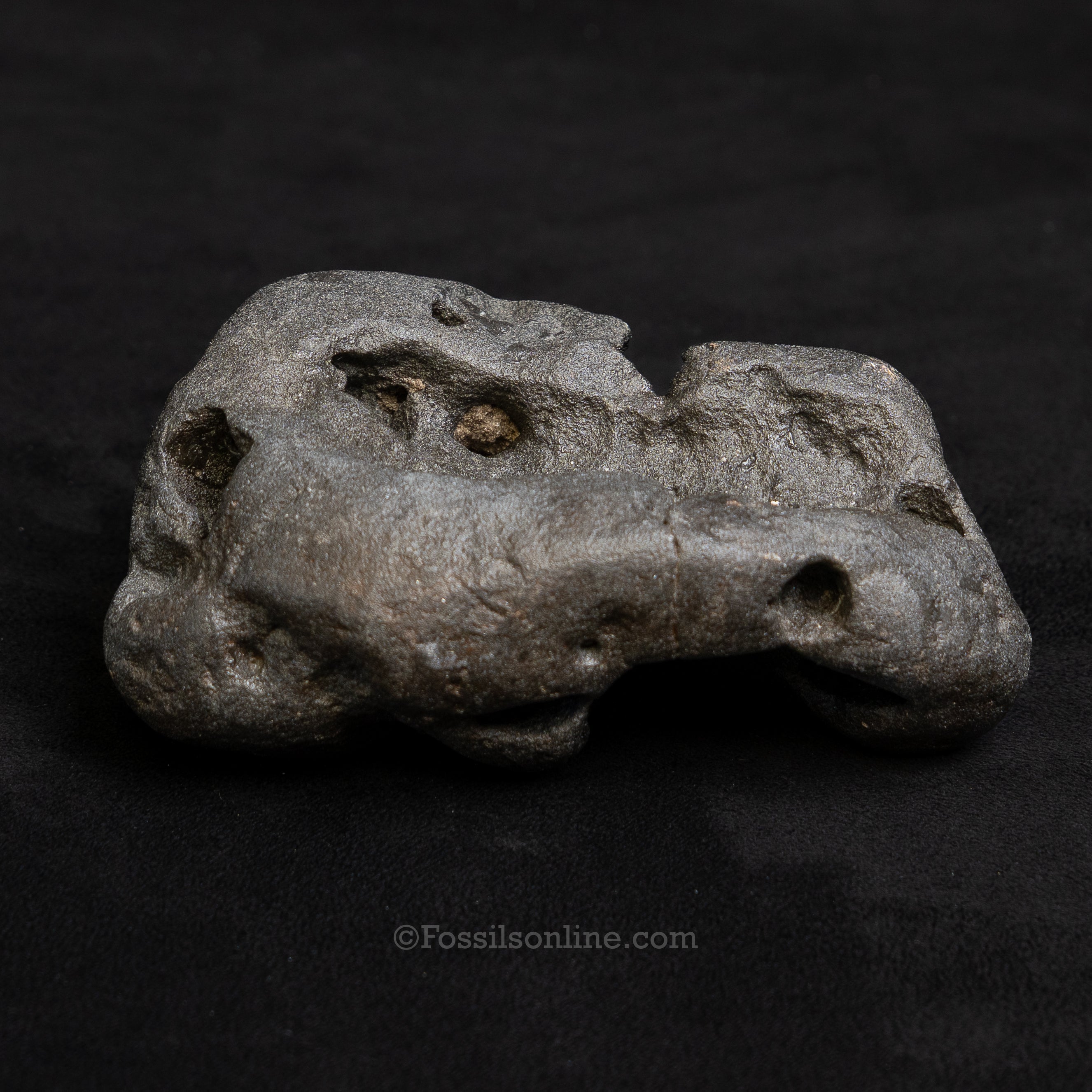 Crocodilian Coprolite