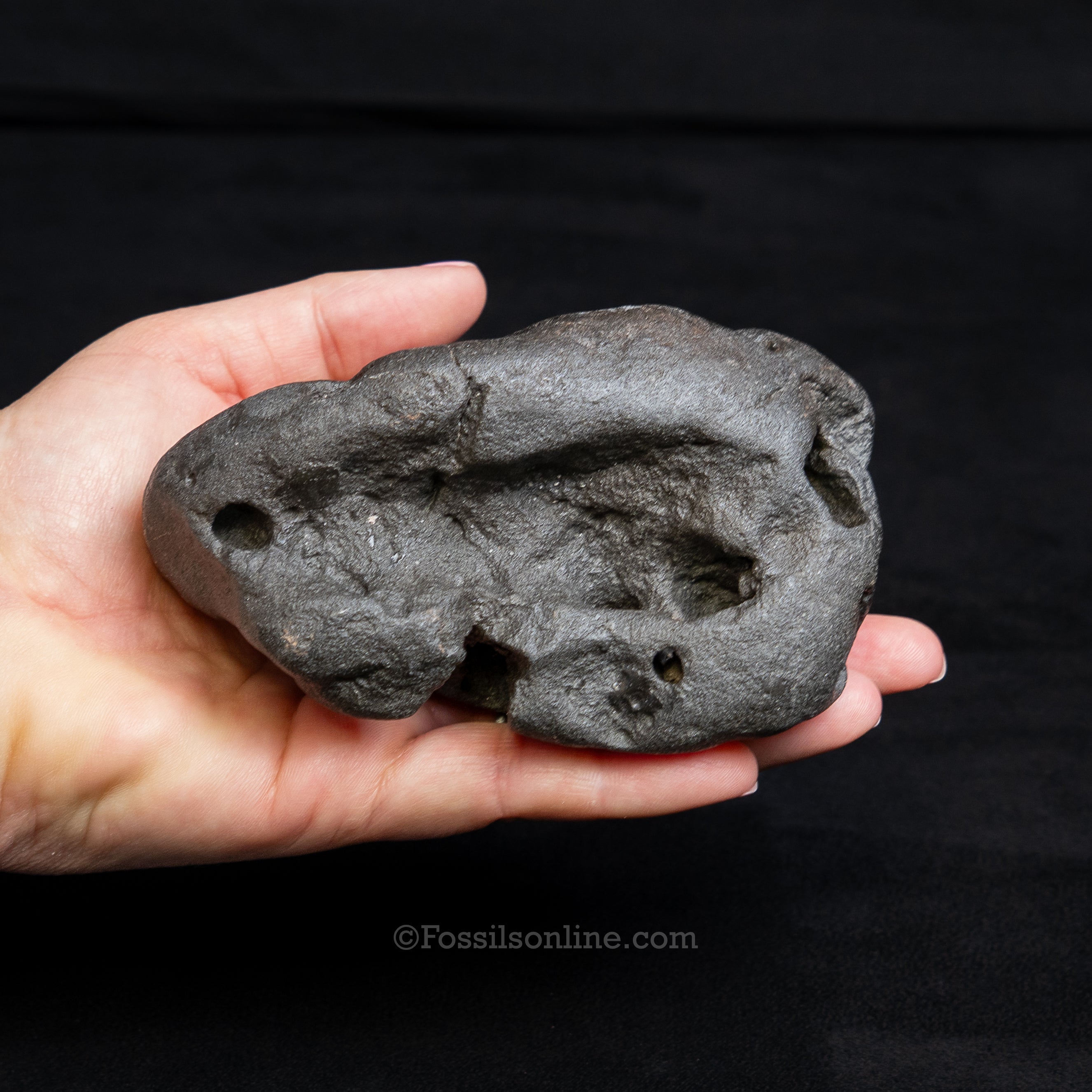 Crocodilian Coprolite
