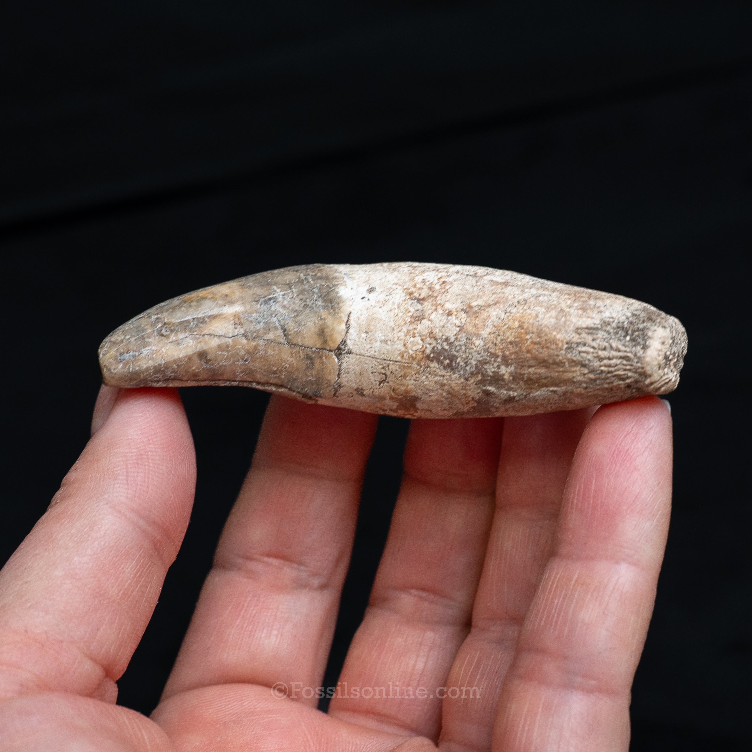 Fossil Jaguar Canine 2.94"