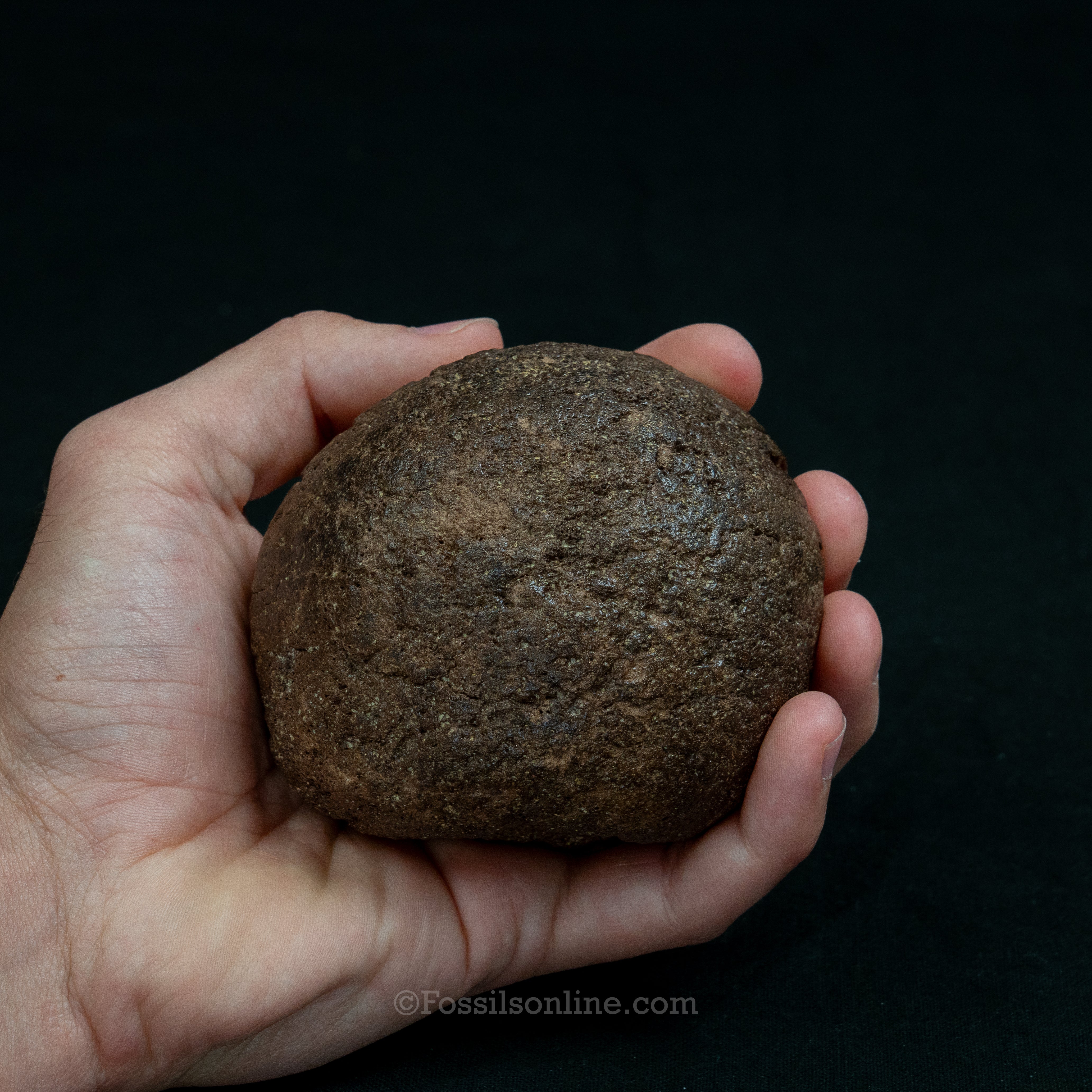 Triceratops Occipital Condyle