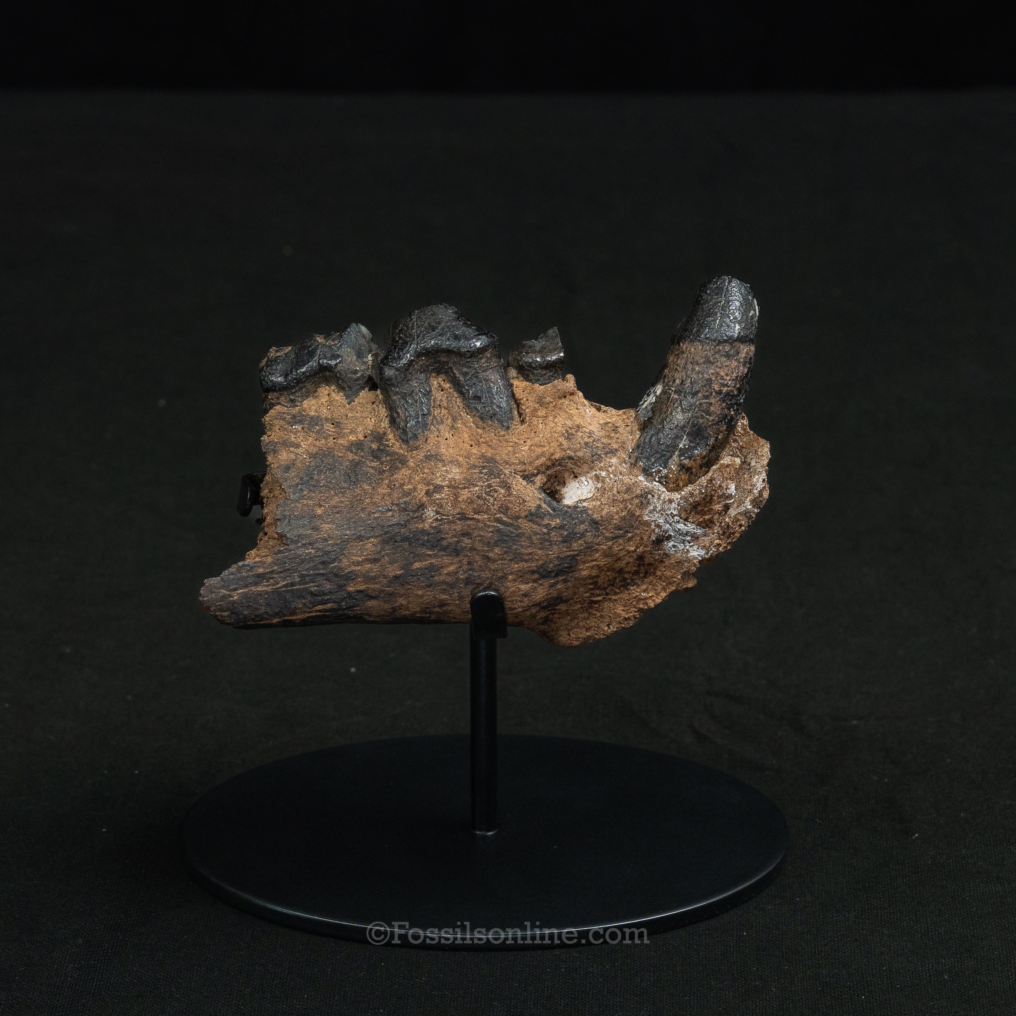 Cave Hyena Jaw with Teeth