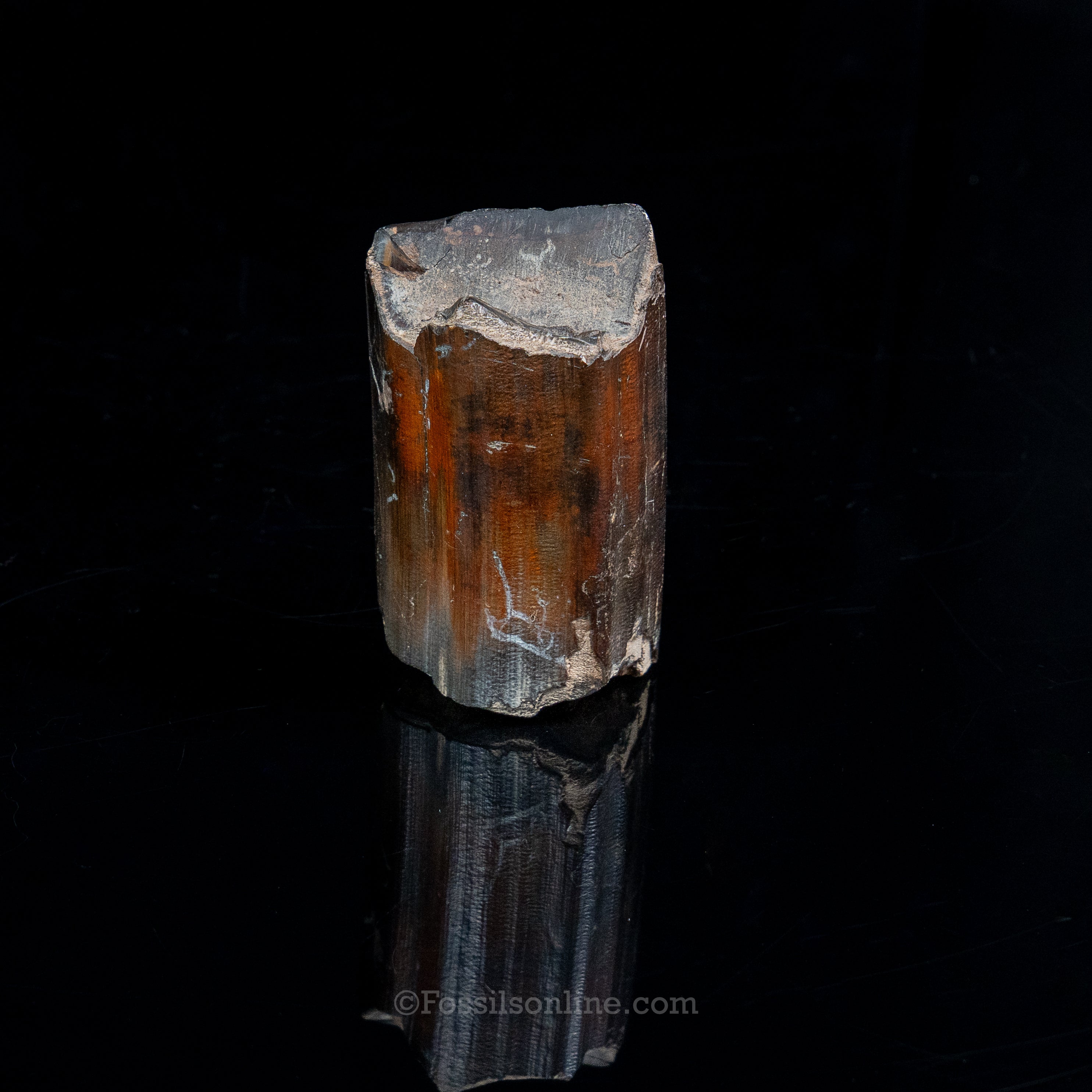 Eremotherium Tooth Giant Sloth