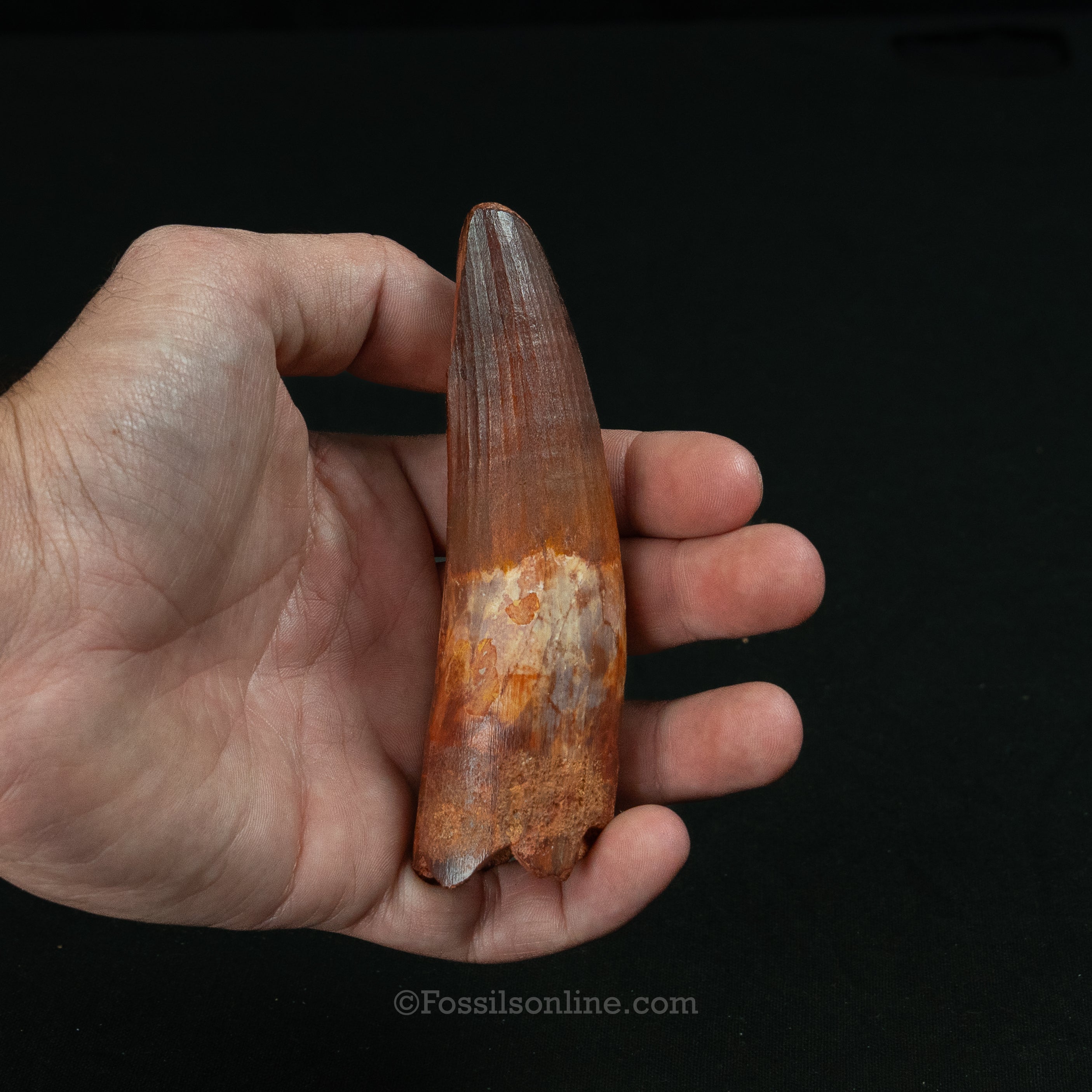 Large Spinosaurus Dinosaur Tooth 4.33"