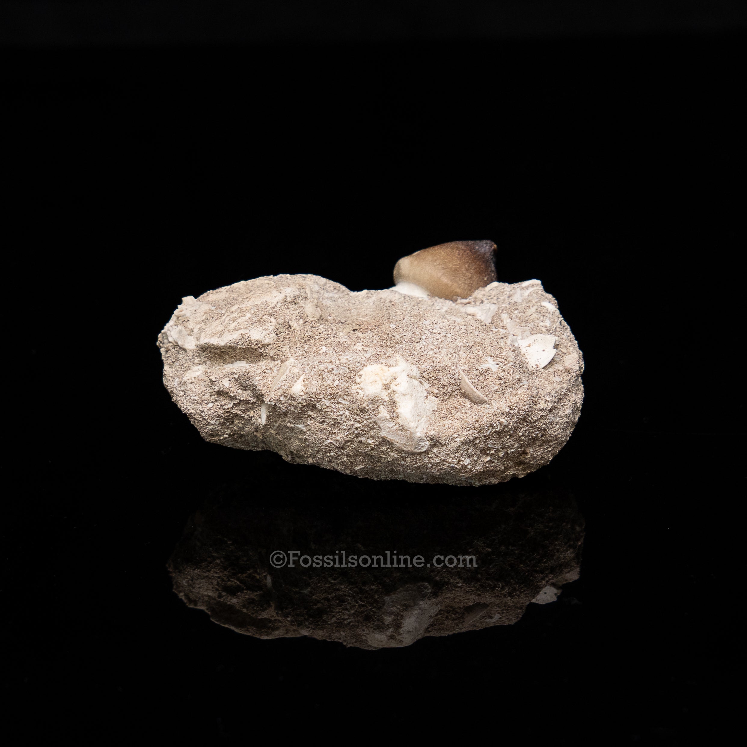 Globidens Tooth in Matrix