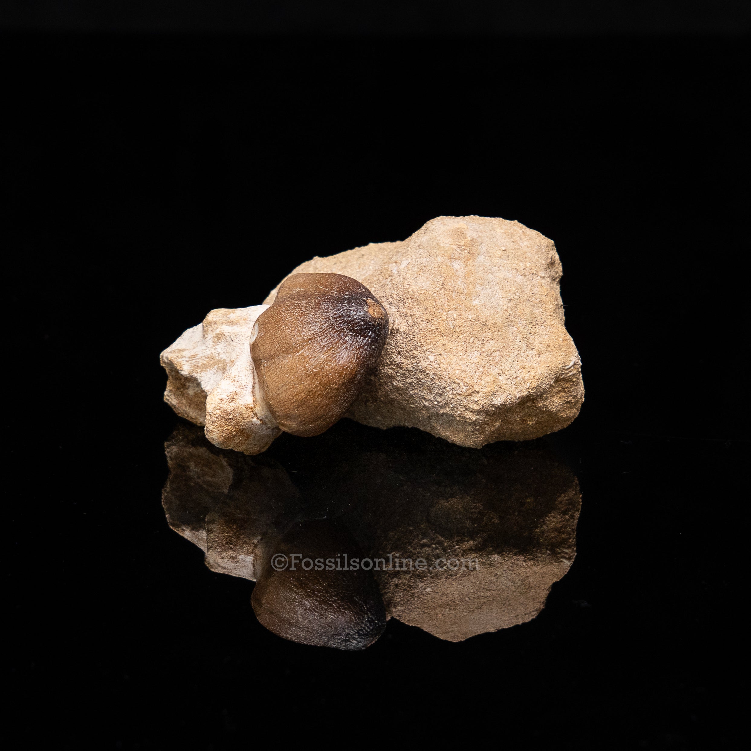 Globidens Tooth in Matrix