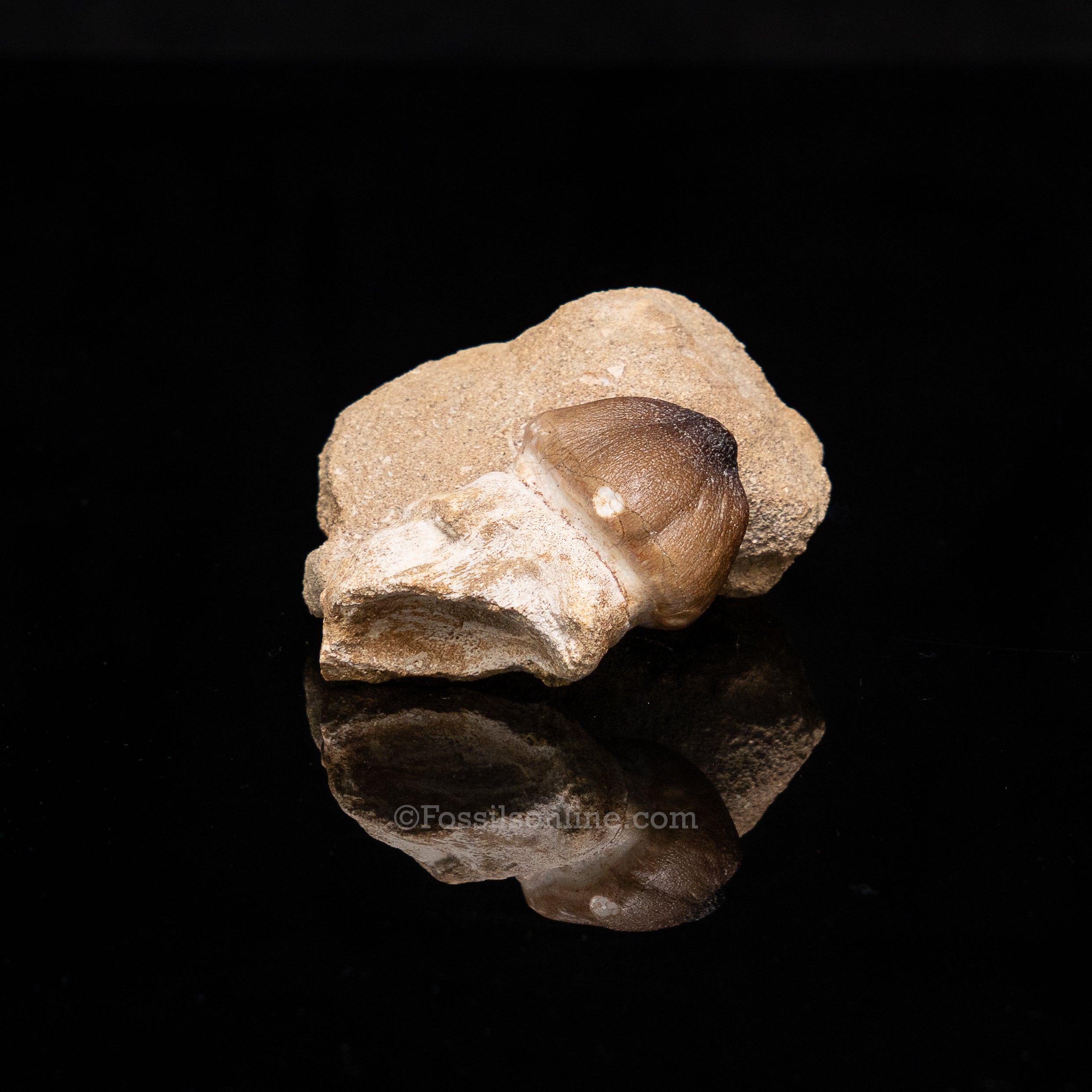 Globidens Tooth in Matrix