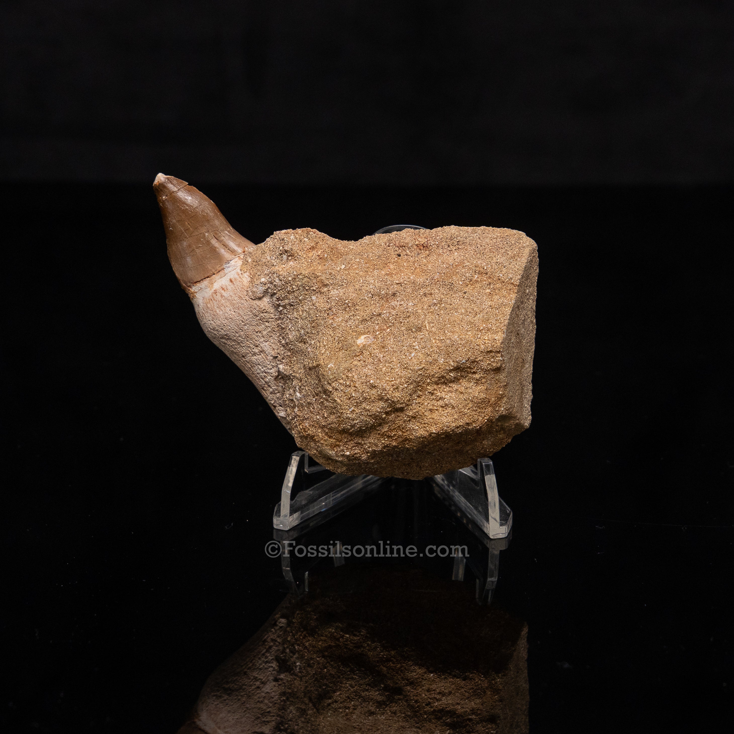 Mosasaurus Tooth in Matrix