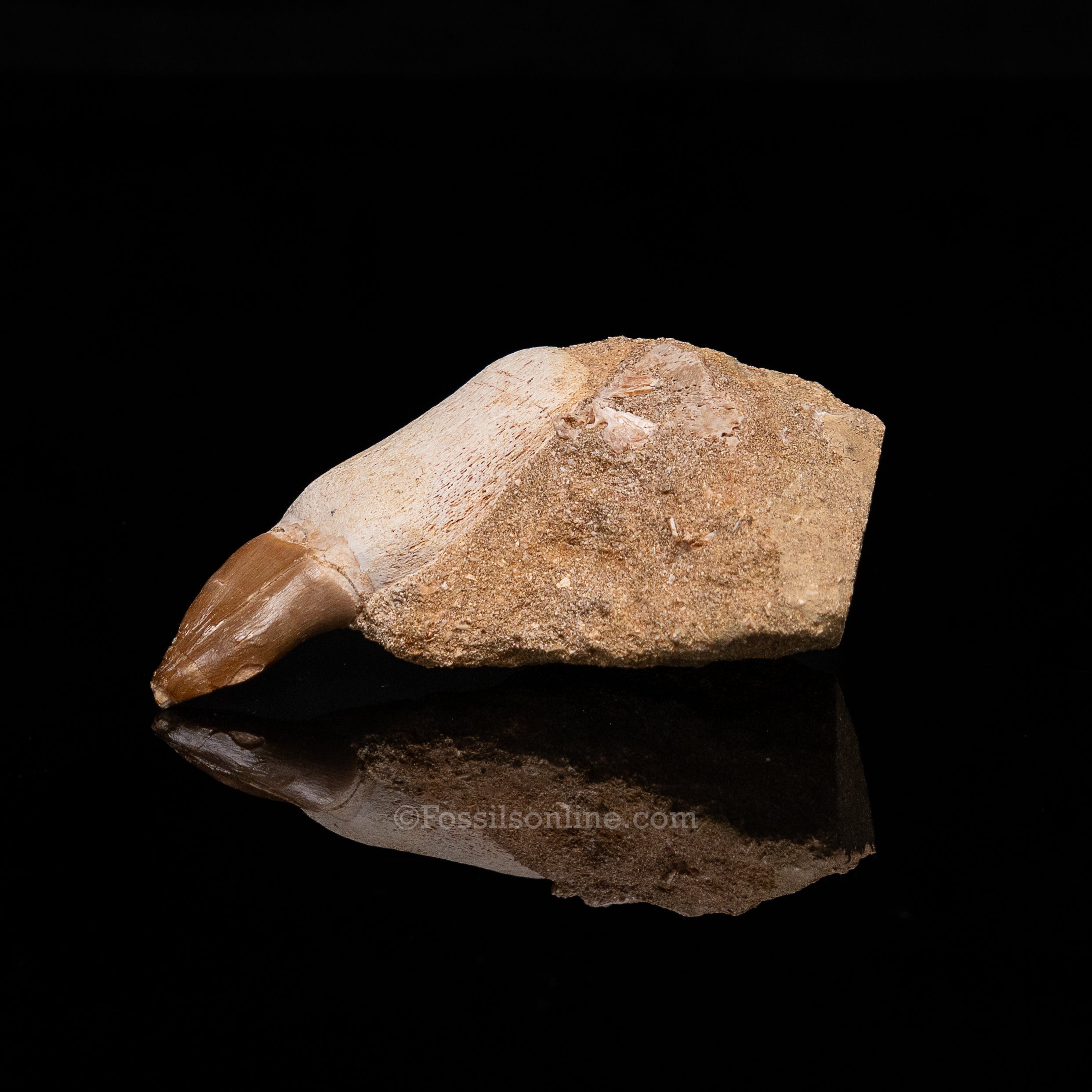 Mosasaurus Tooth in Matrix