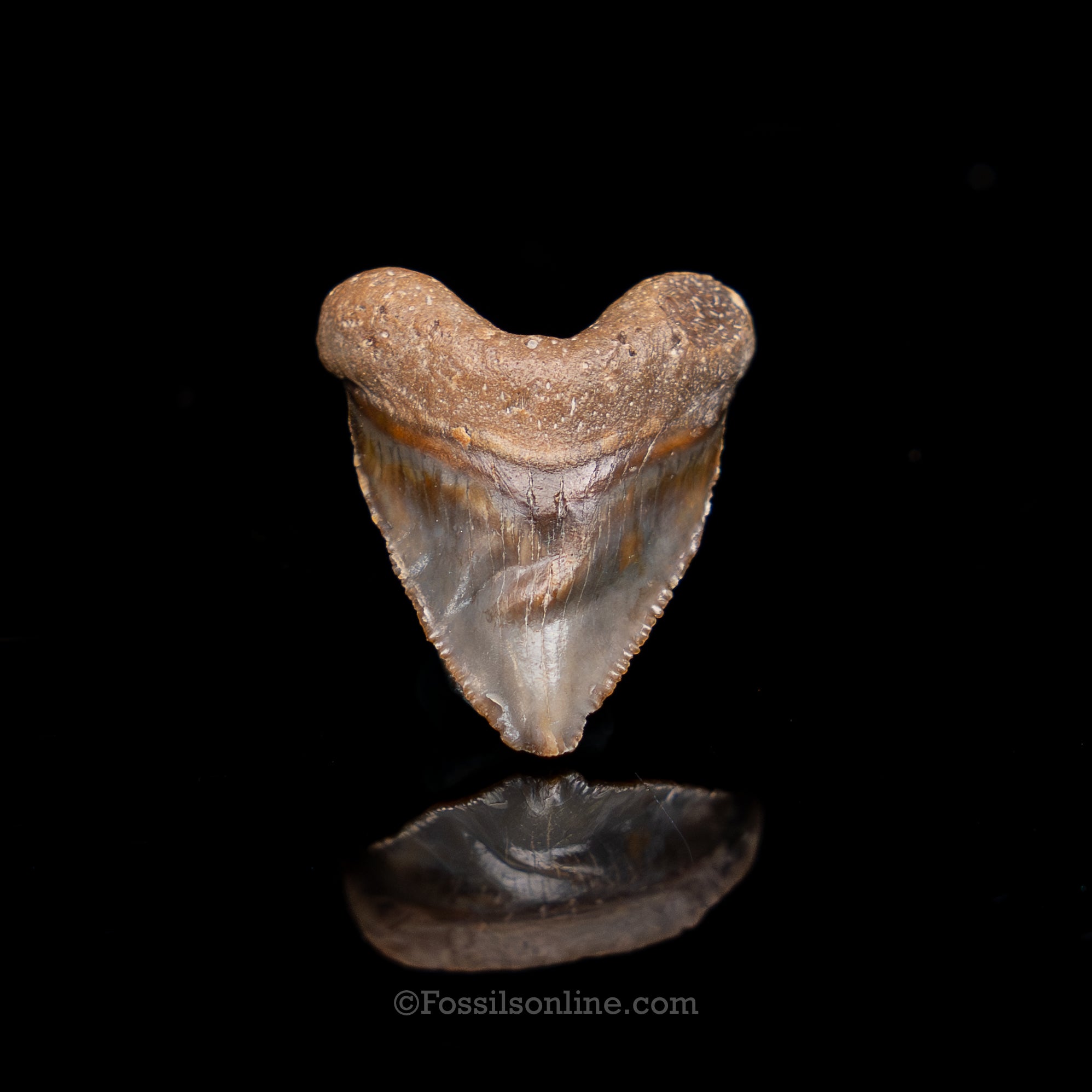 Venice Newborn Megalodon .88"