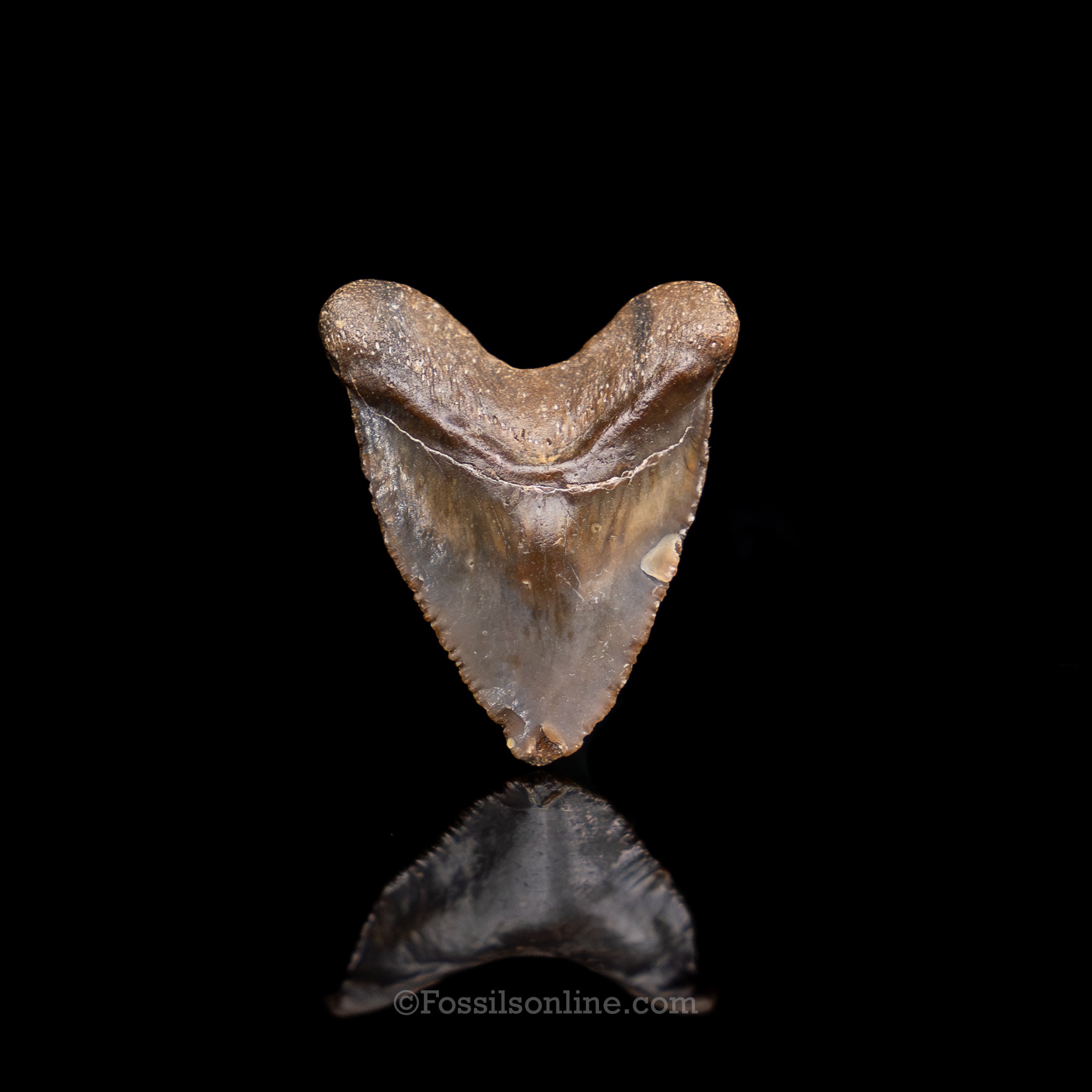 Venice Newborn Megalodon .88"