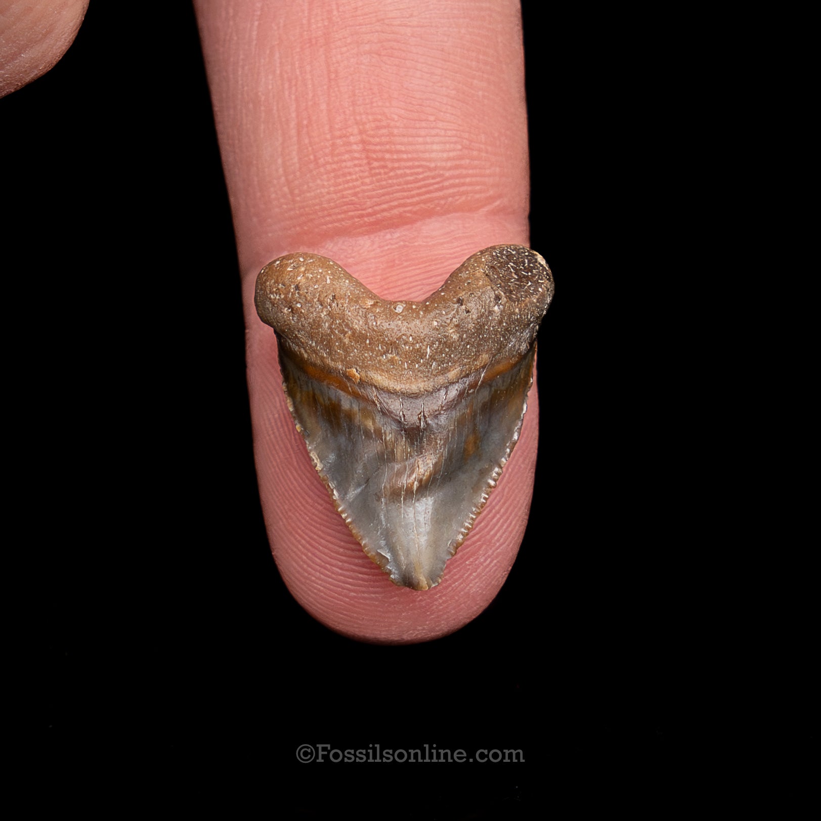 Venice Newborn Megalodon .88"