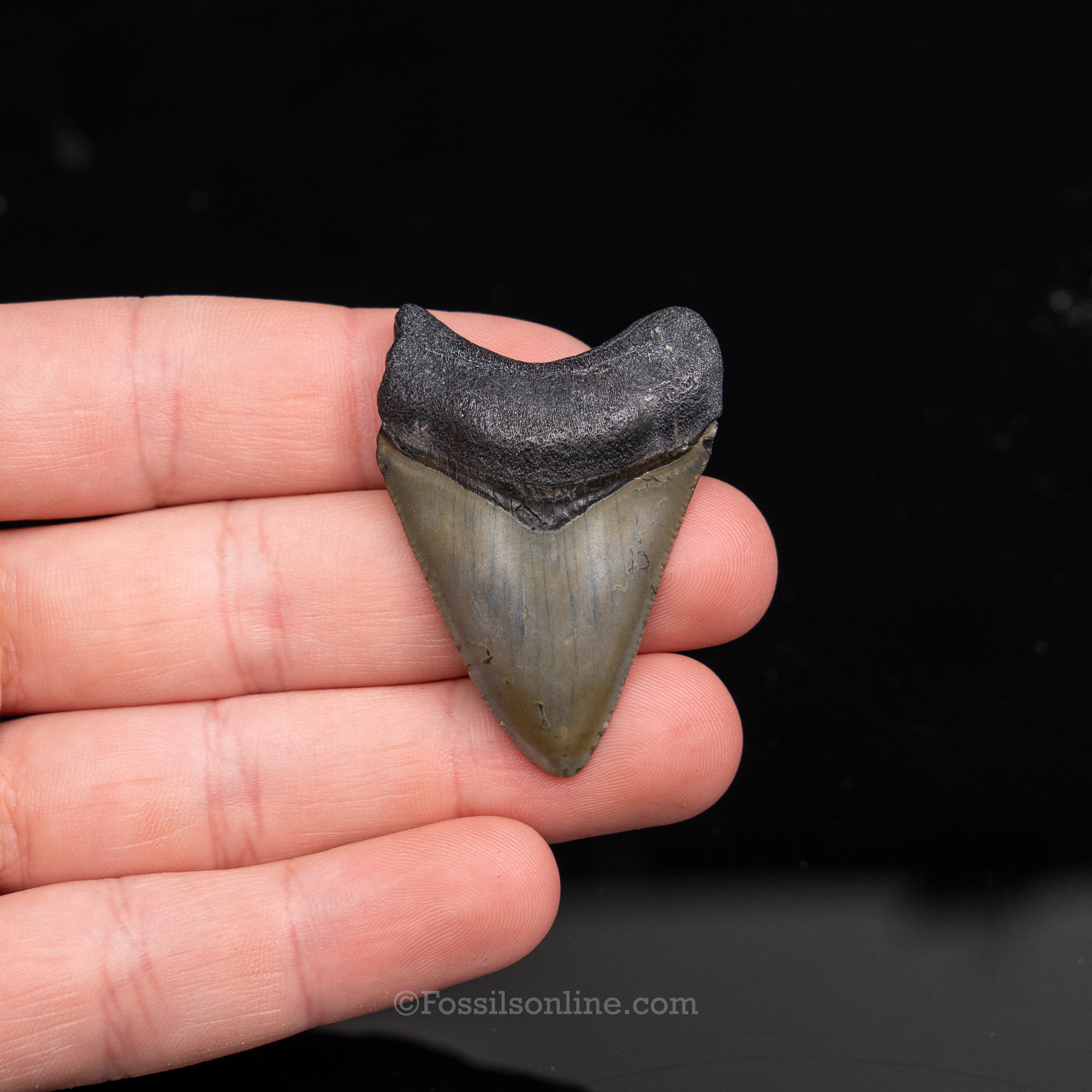 Venice Megalodon 1.86"