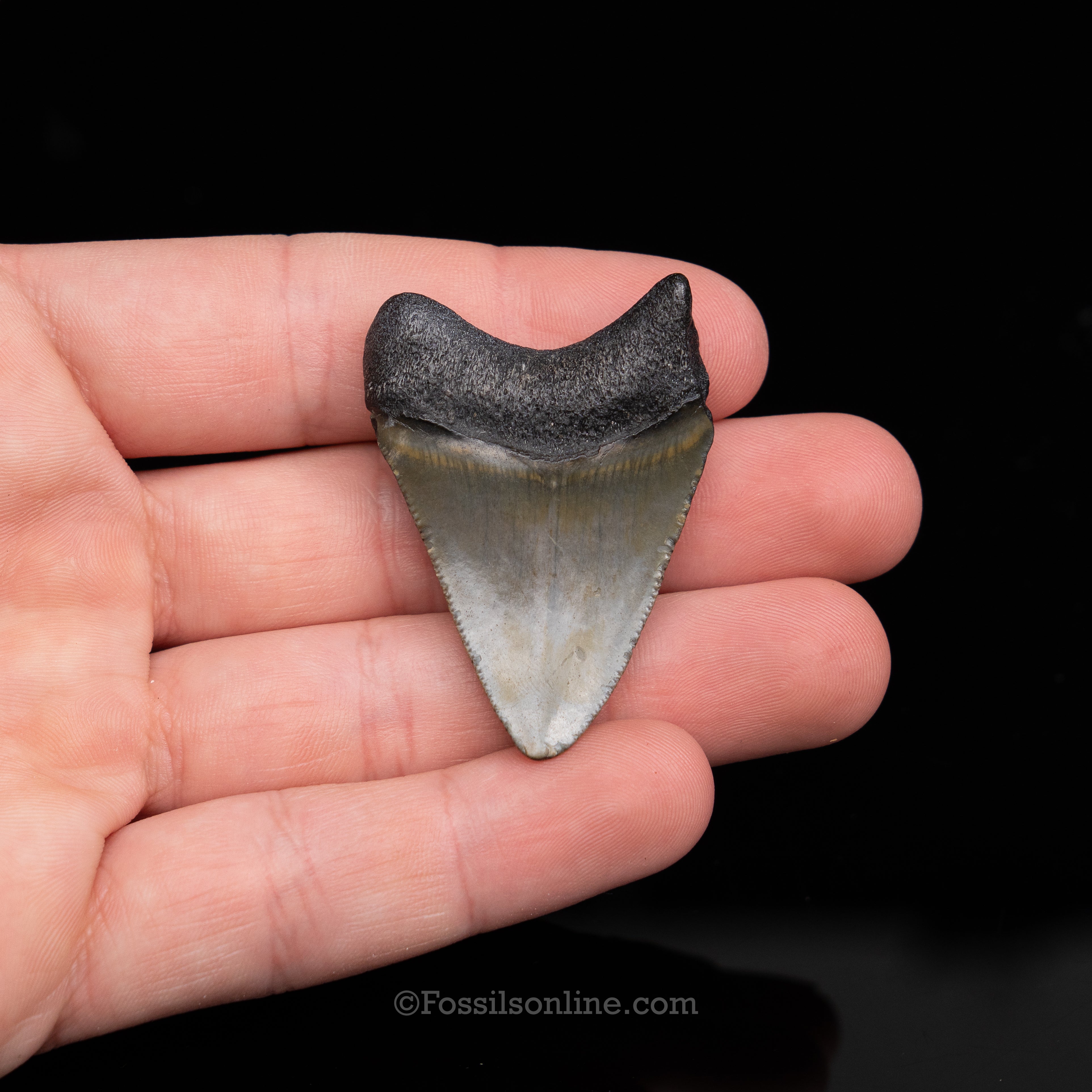 Venice Megalodon 1.86"