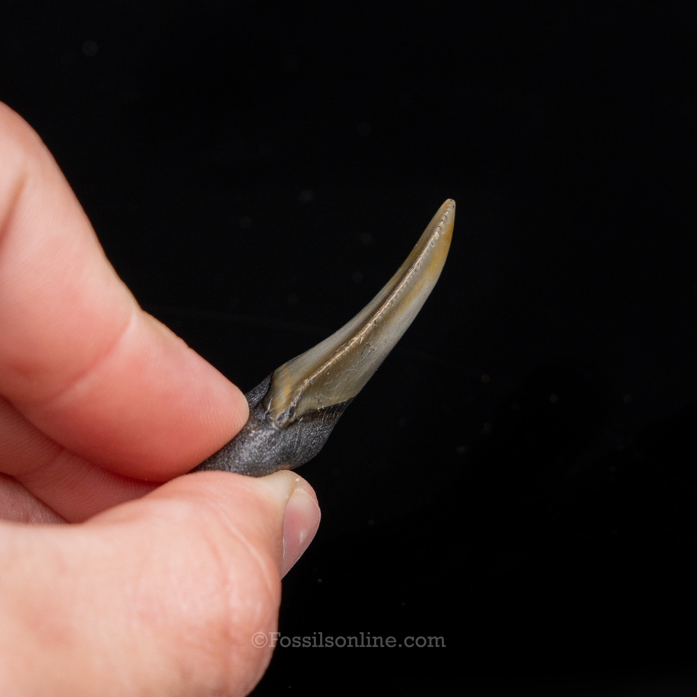 Venice Megalodon 1.86"