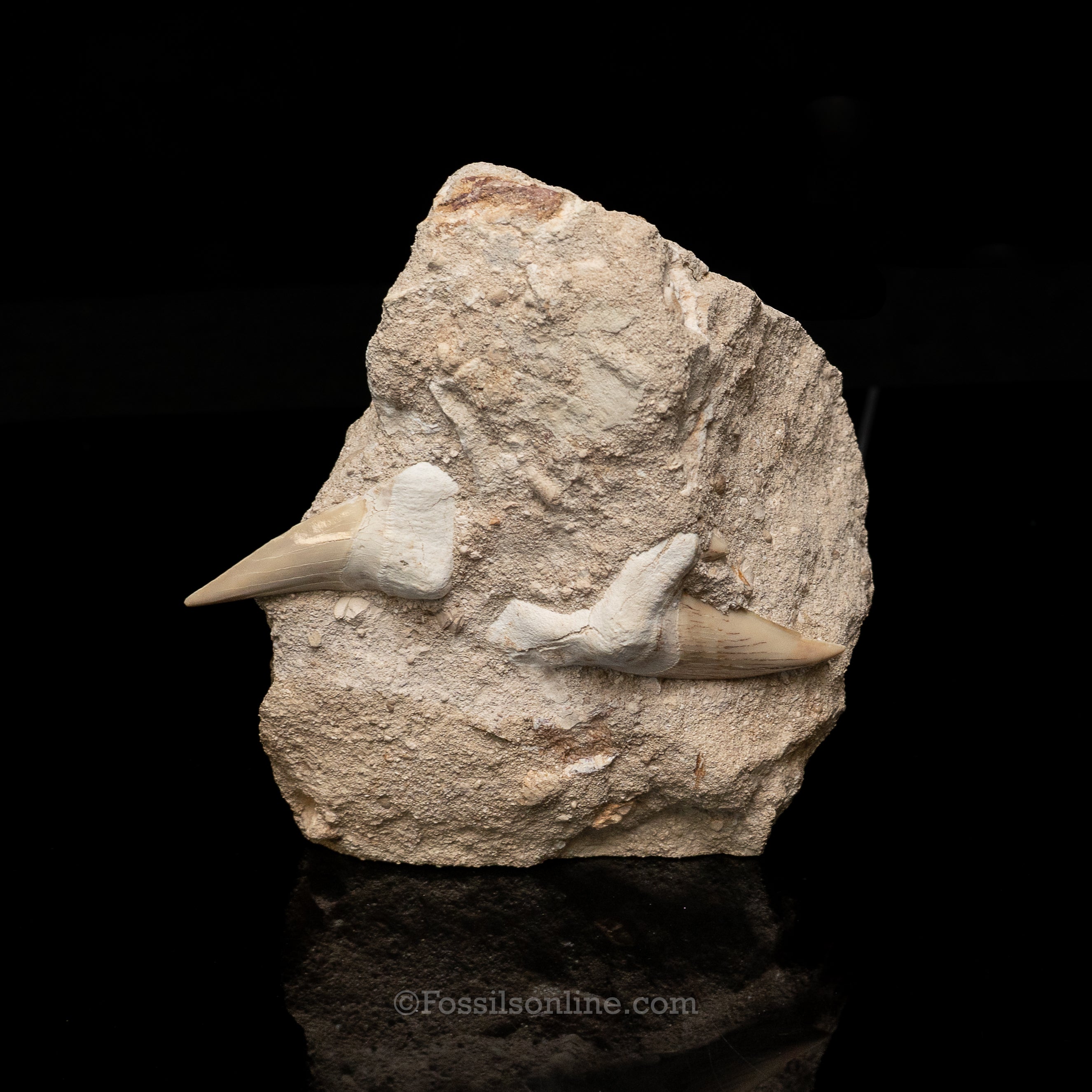 Otodus in Original Matrix