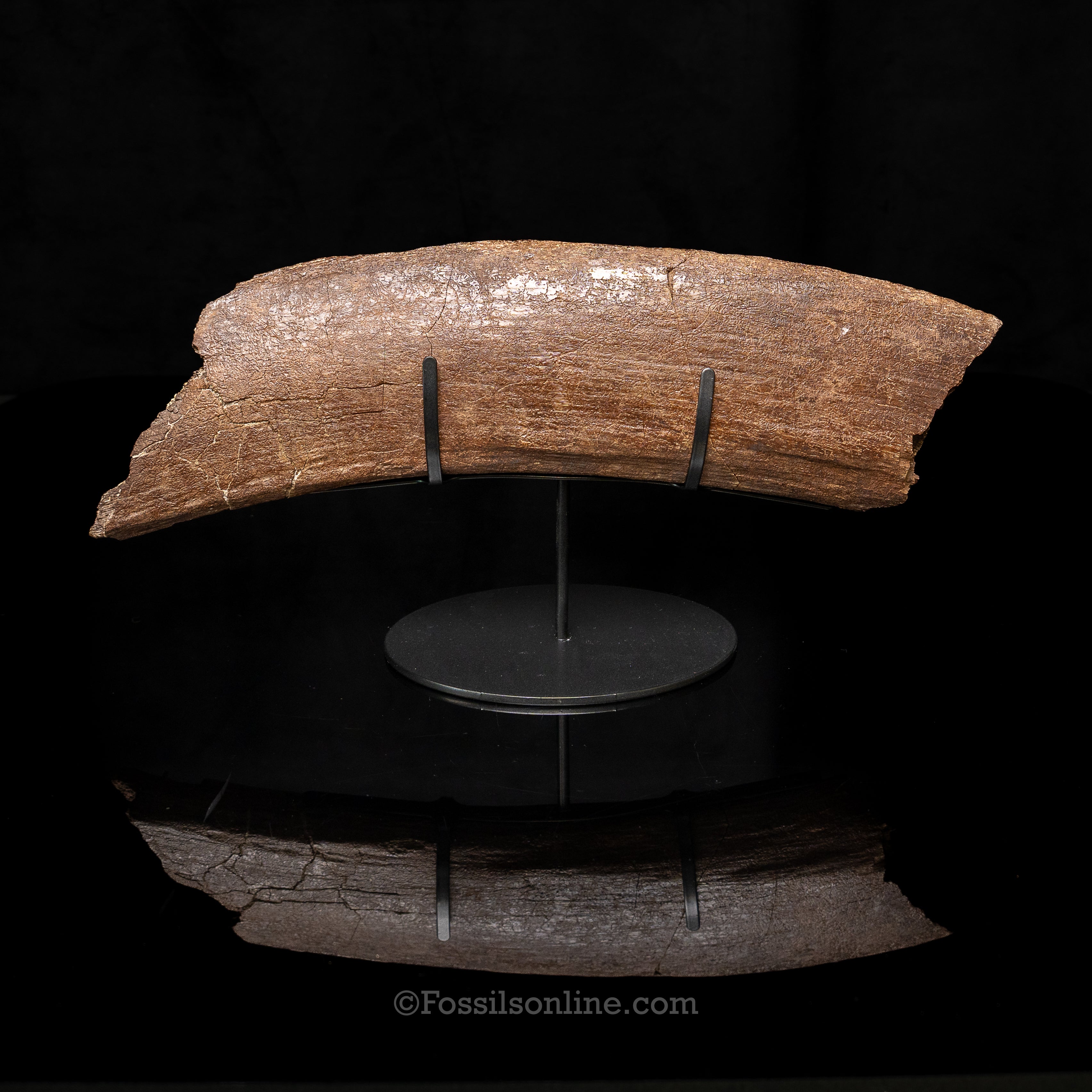 Triceratops Ischium on Display Stand