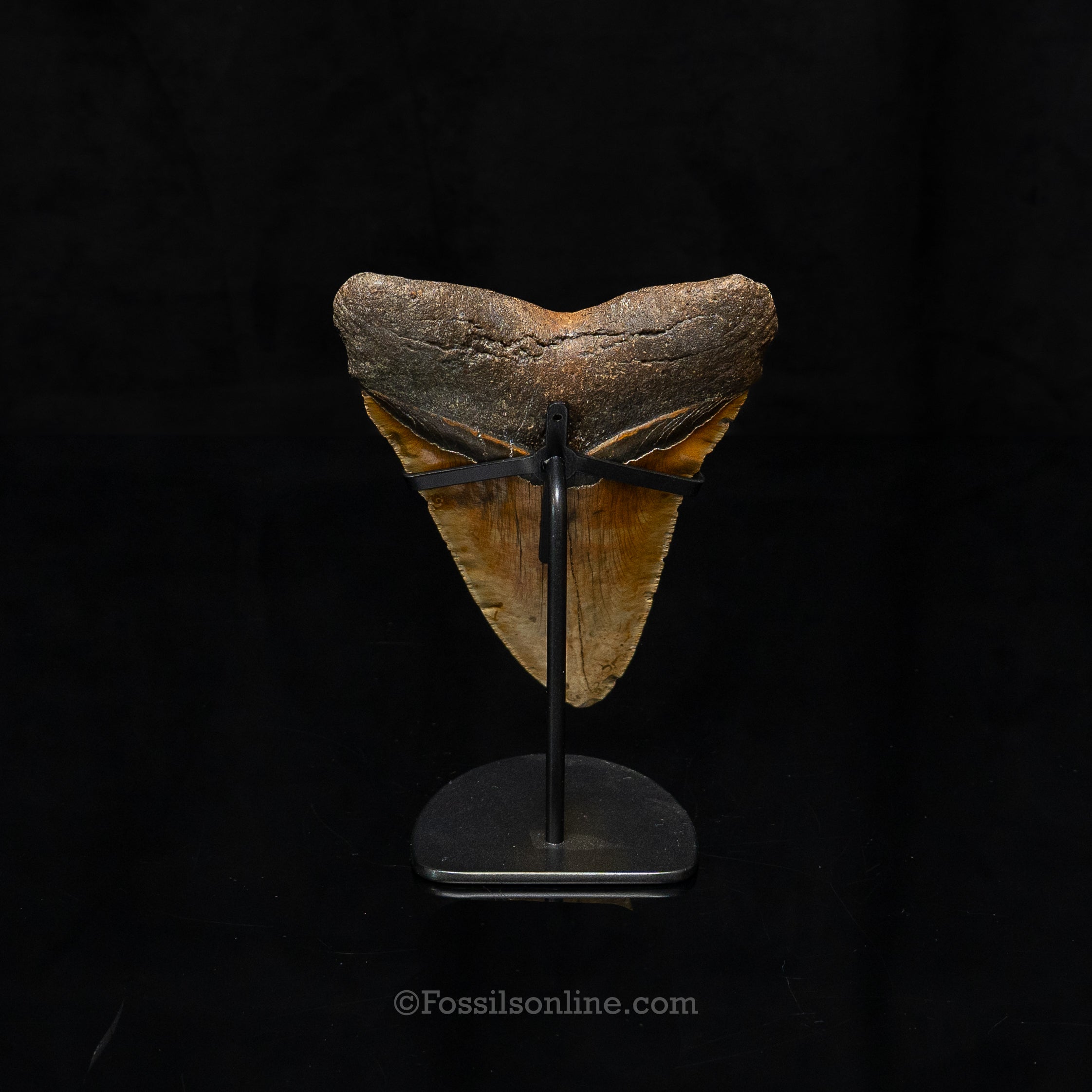 North Carolina Megalodon 6.43"