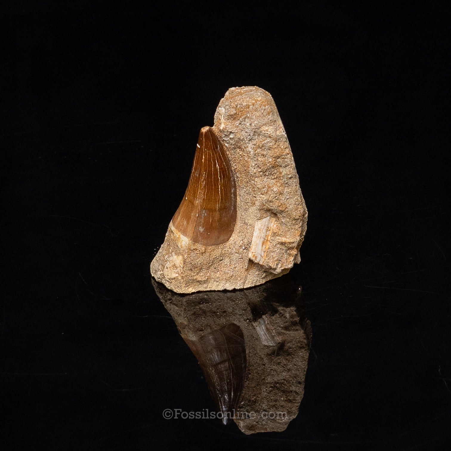 Mosasaur Tooth in Original Matrix 2.04"