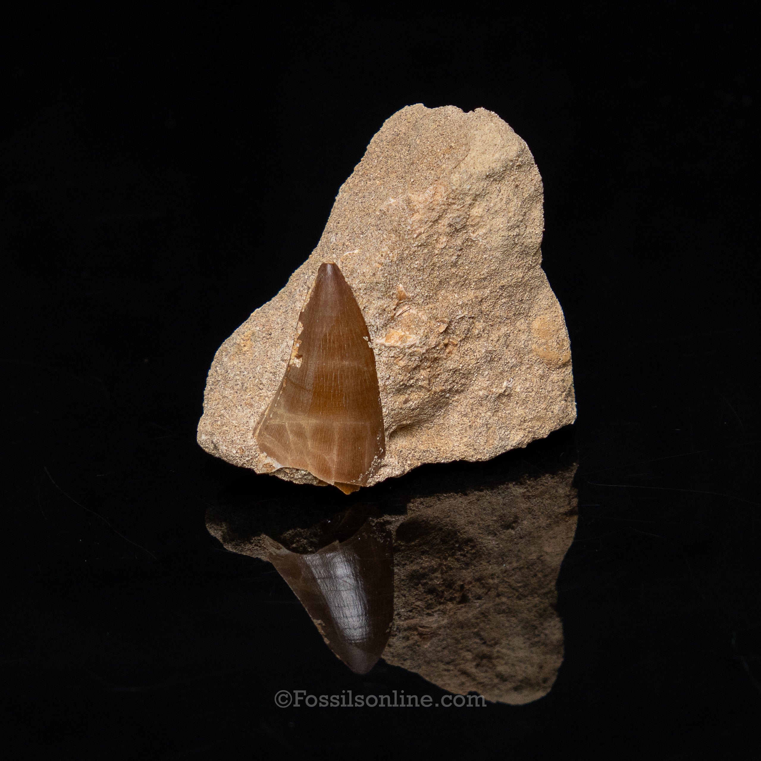 Mosasaur Tooth in Original Matrix 1.83"