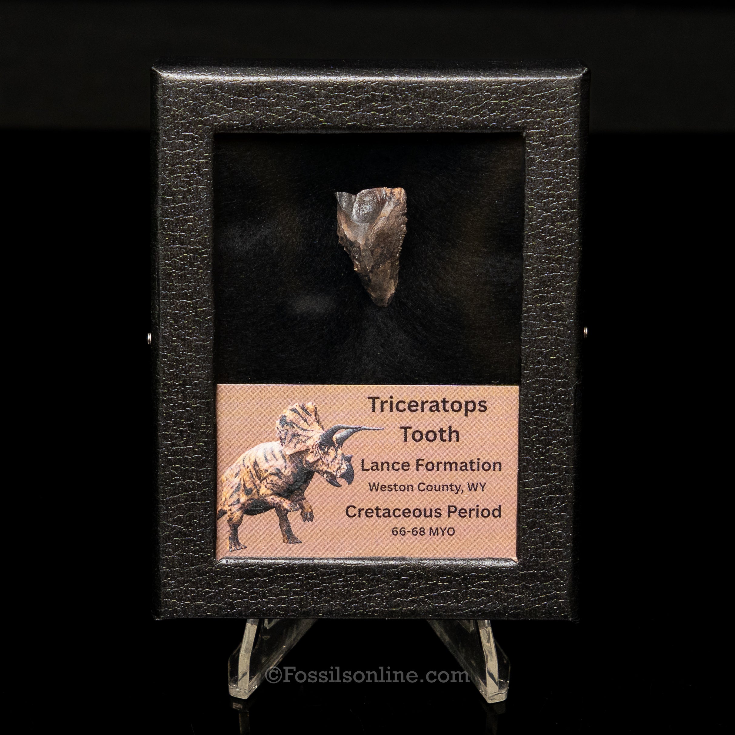 LG Triceratops Tooth in Case Lance FM