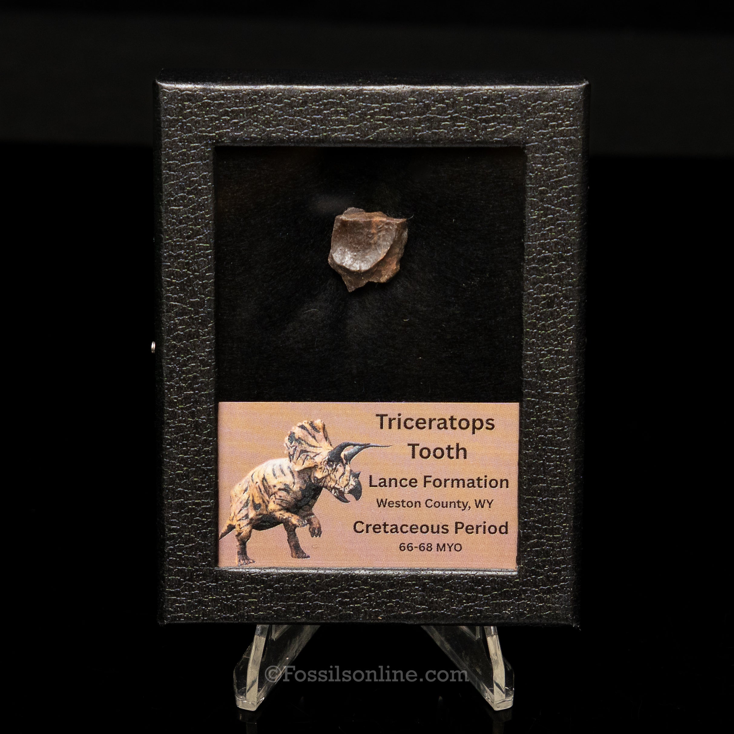 Triceratops Tooth Sm Case Lance FM