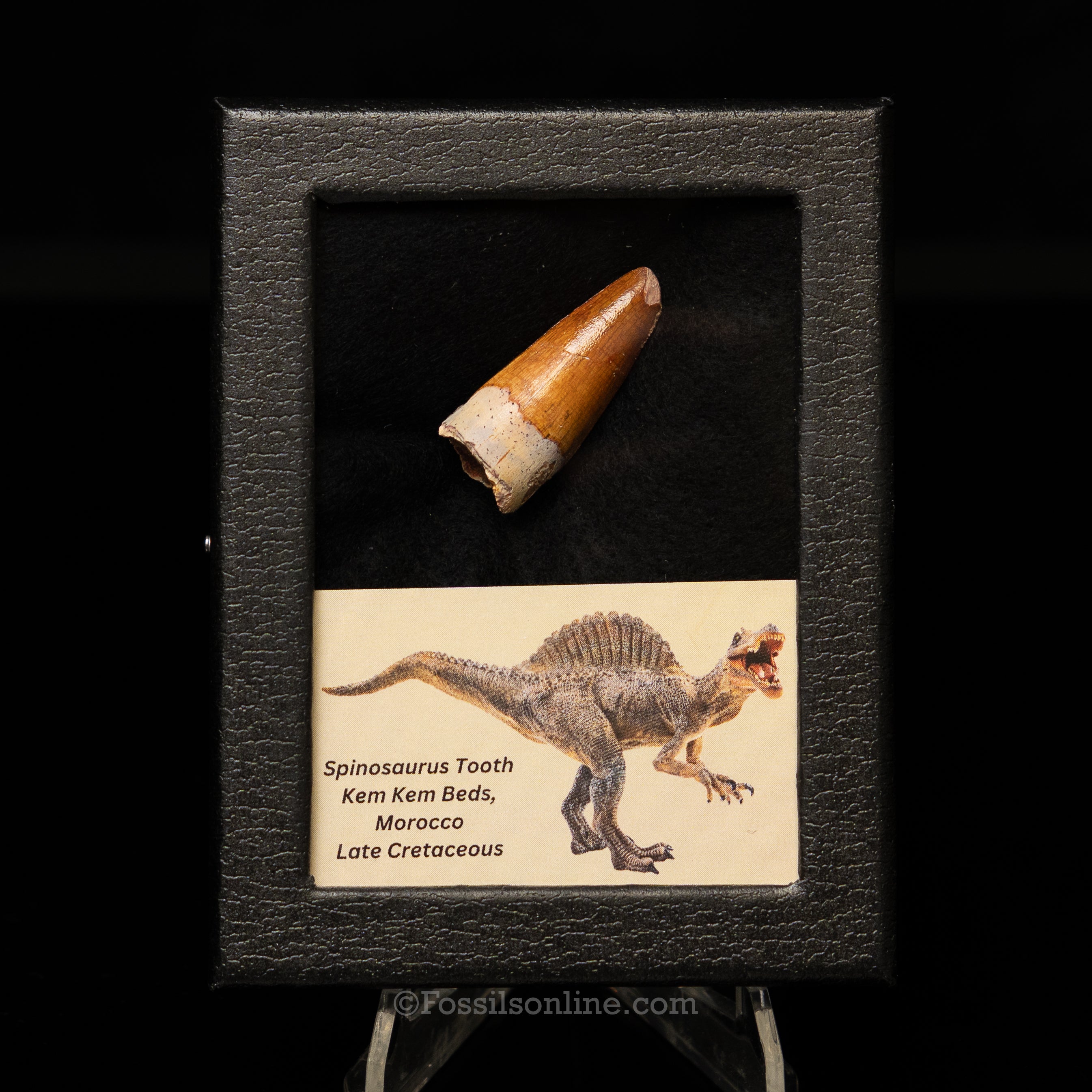 Spinosaurus Dinosaur Tooth Sm Case