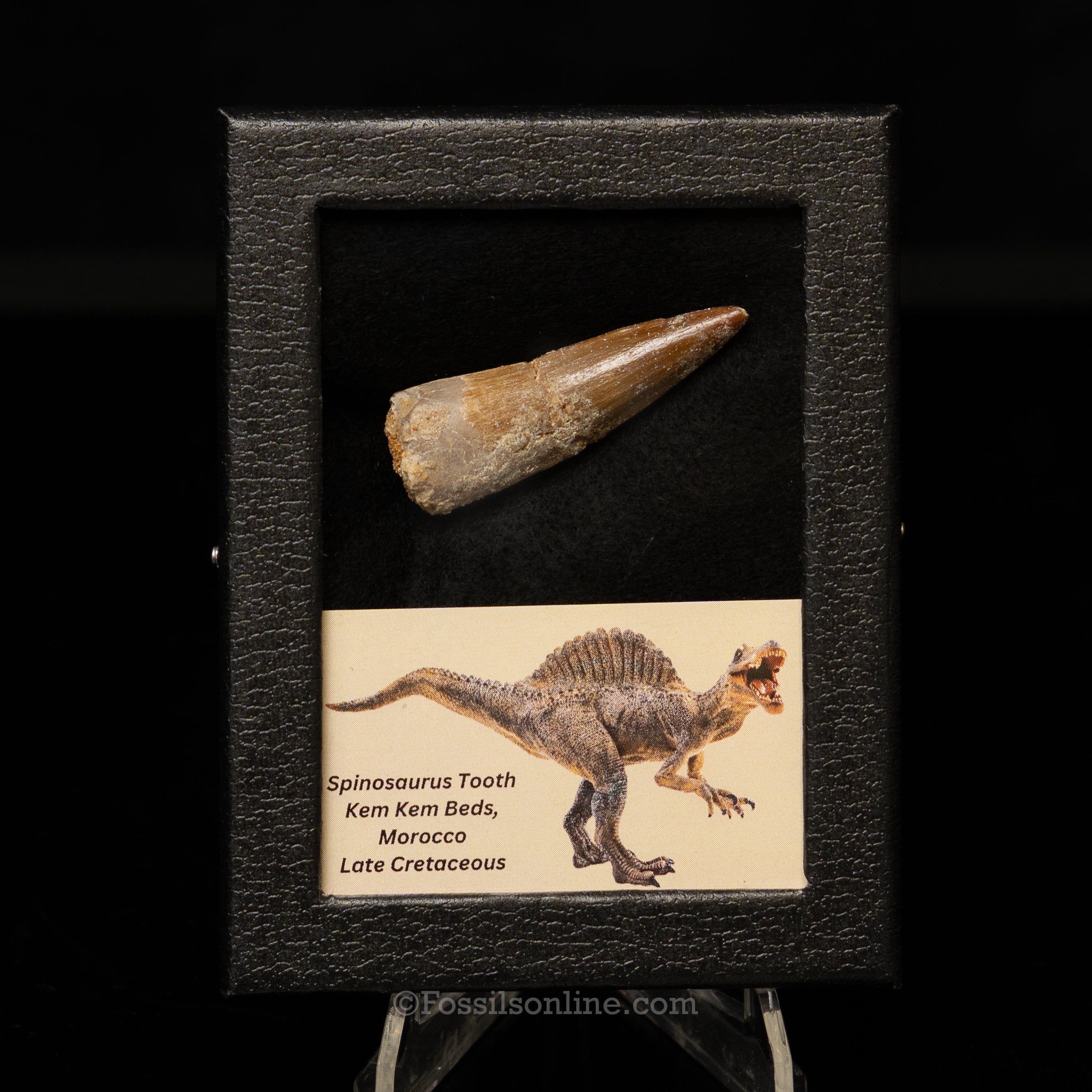 Spinosaurus Dinosaur Tooth Sm Case
