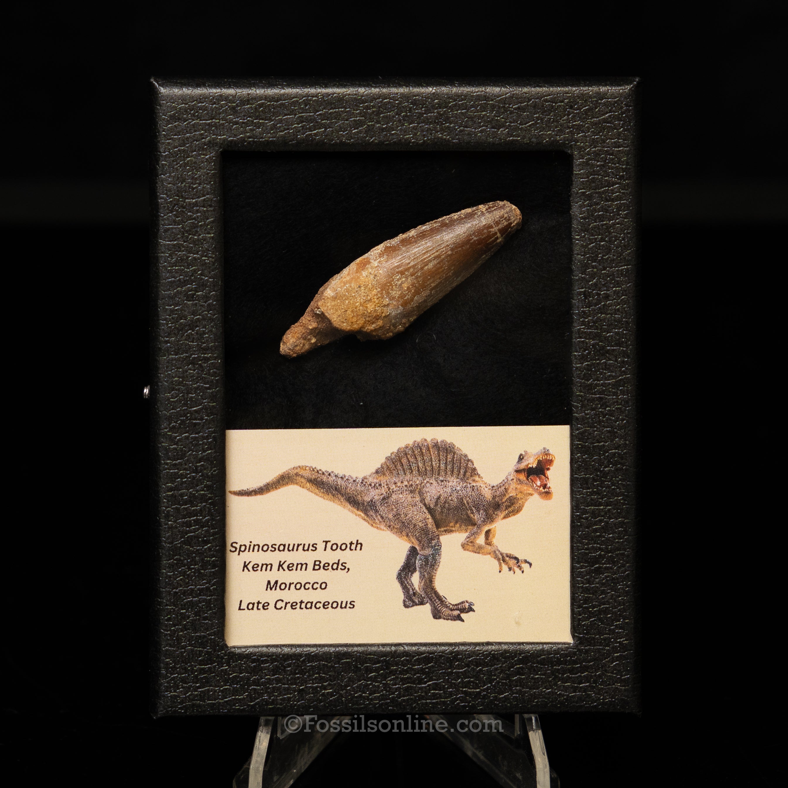 Spinosaurus Dinosaur Tooth Sm Case