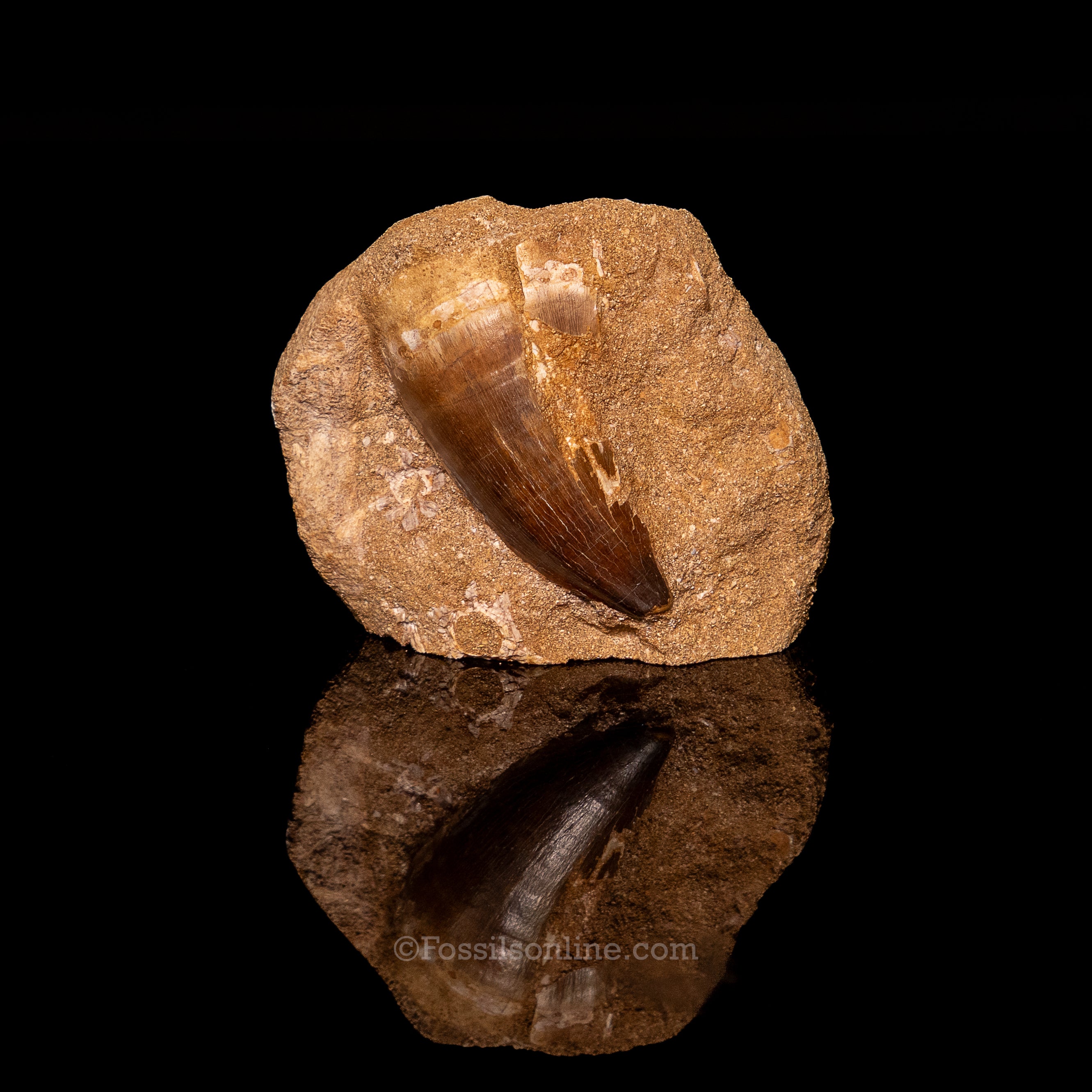 Mosasaurus Tooth in Matrix 2.44"