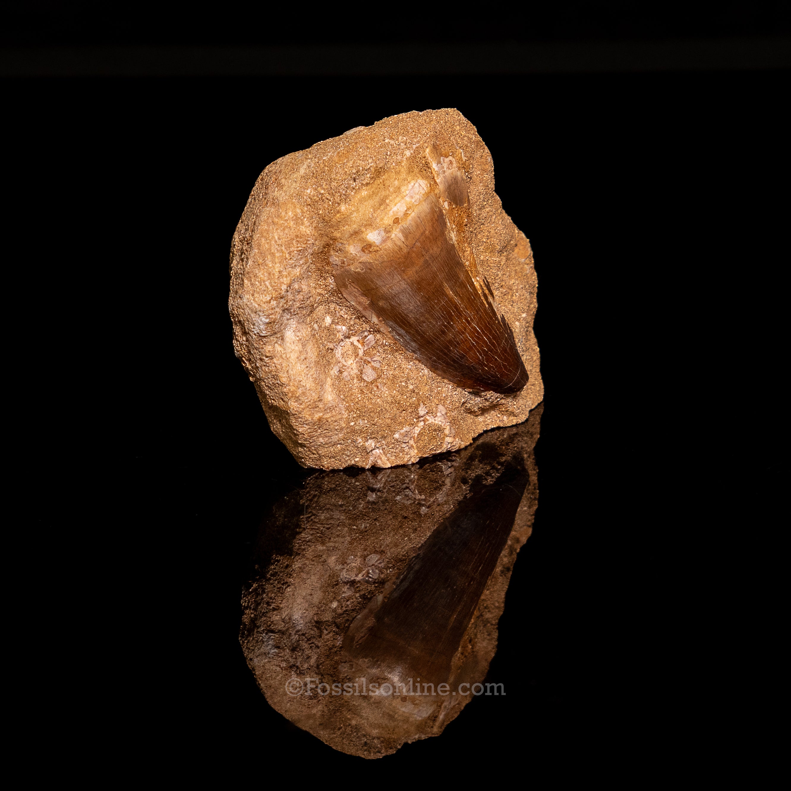 Mosasaurus Tooth in Matrix 2.44"