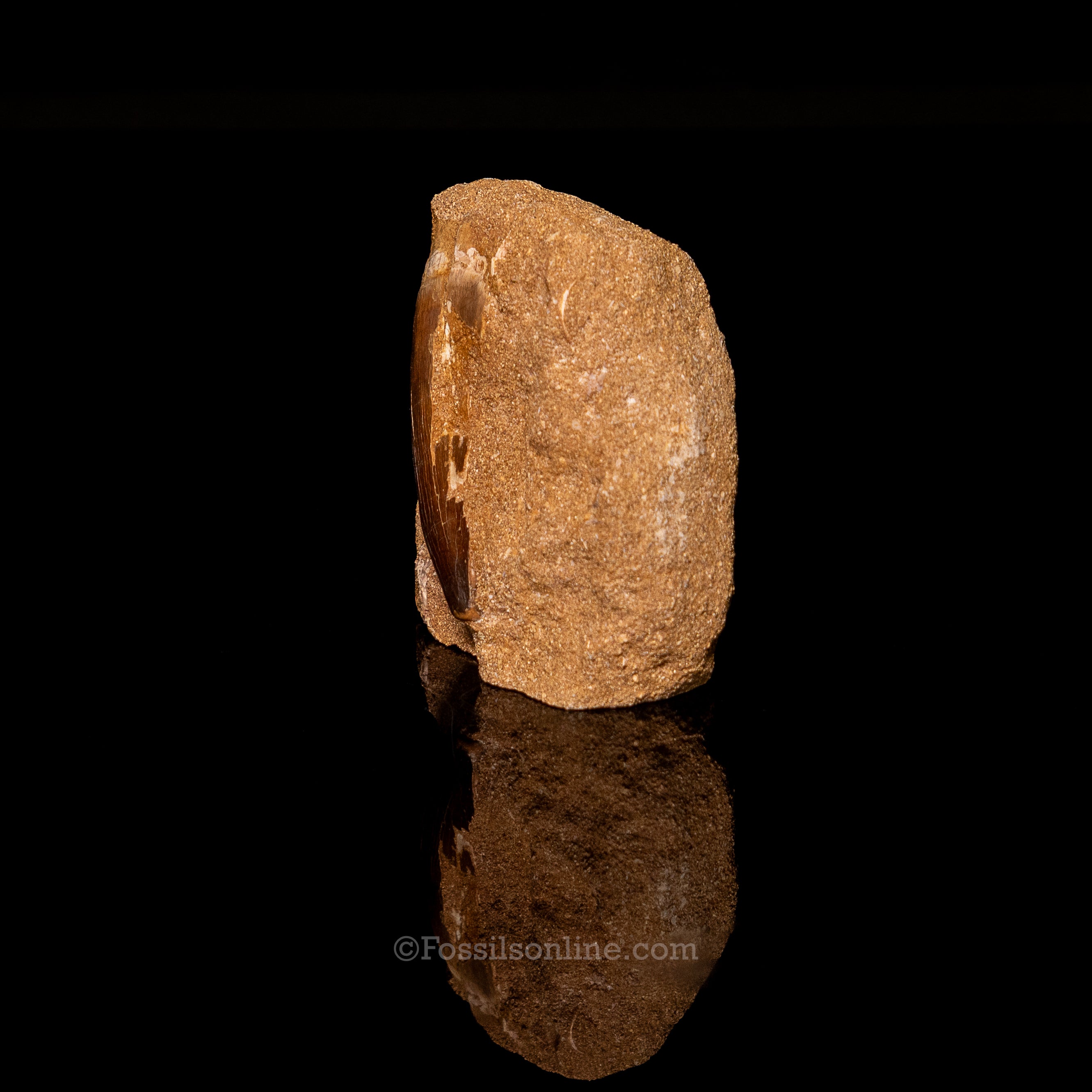 Mosasaurus Tooth in Matrix 2.44"